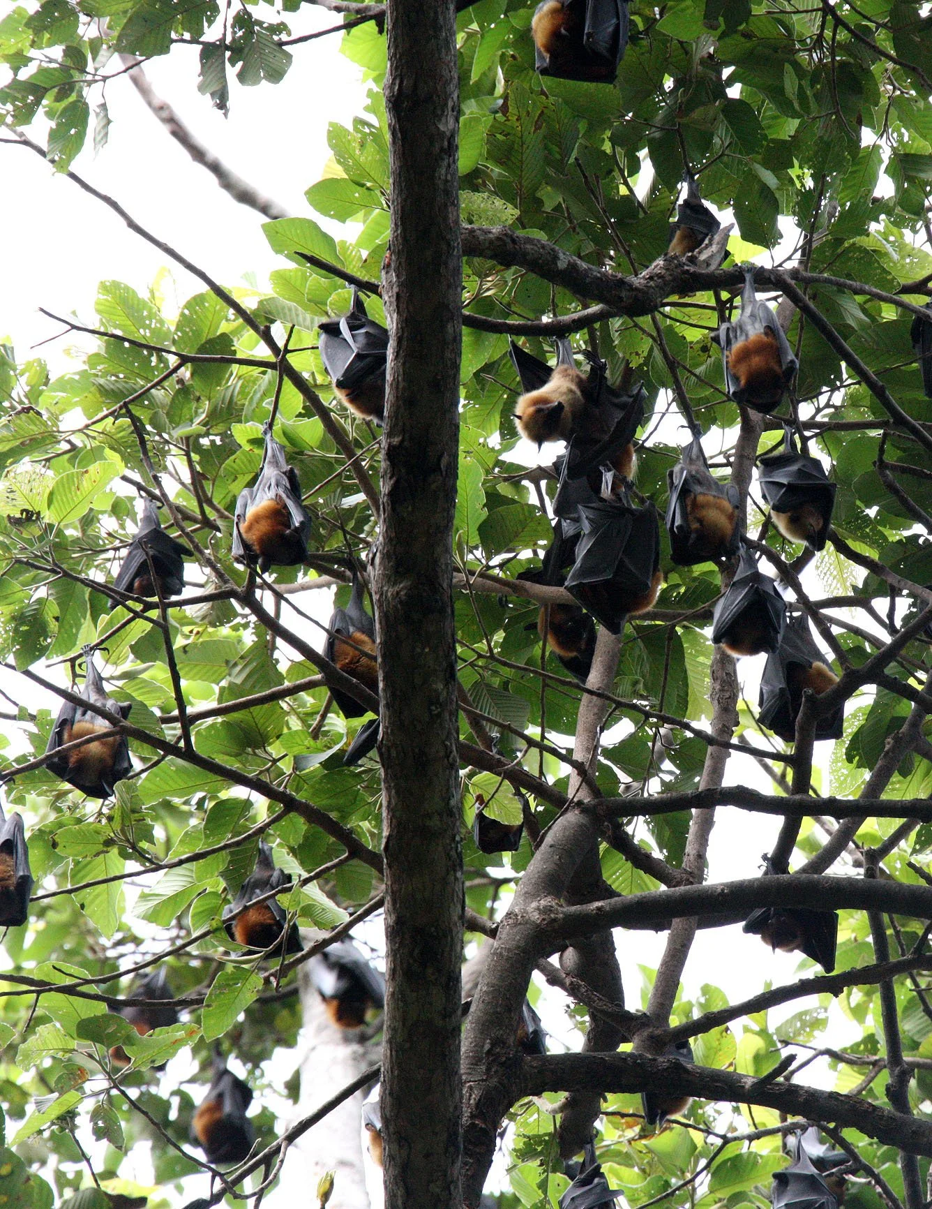 CHIROPTERA - LYLE'S FLYING FOX - SIEM REAP CAMBODIA (5).JPG