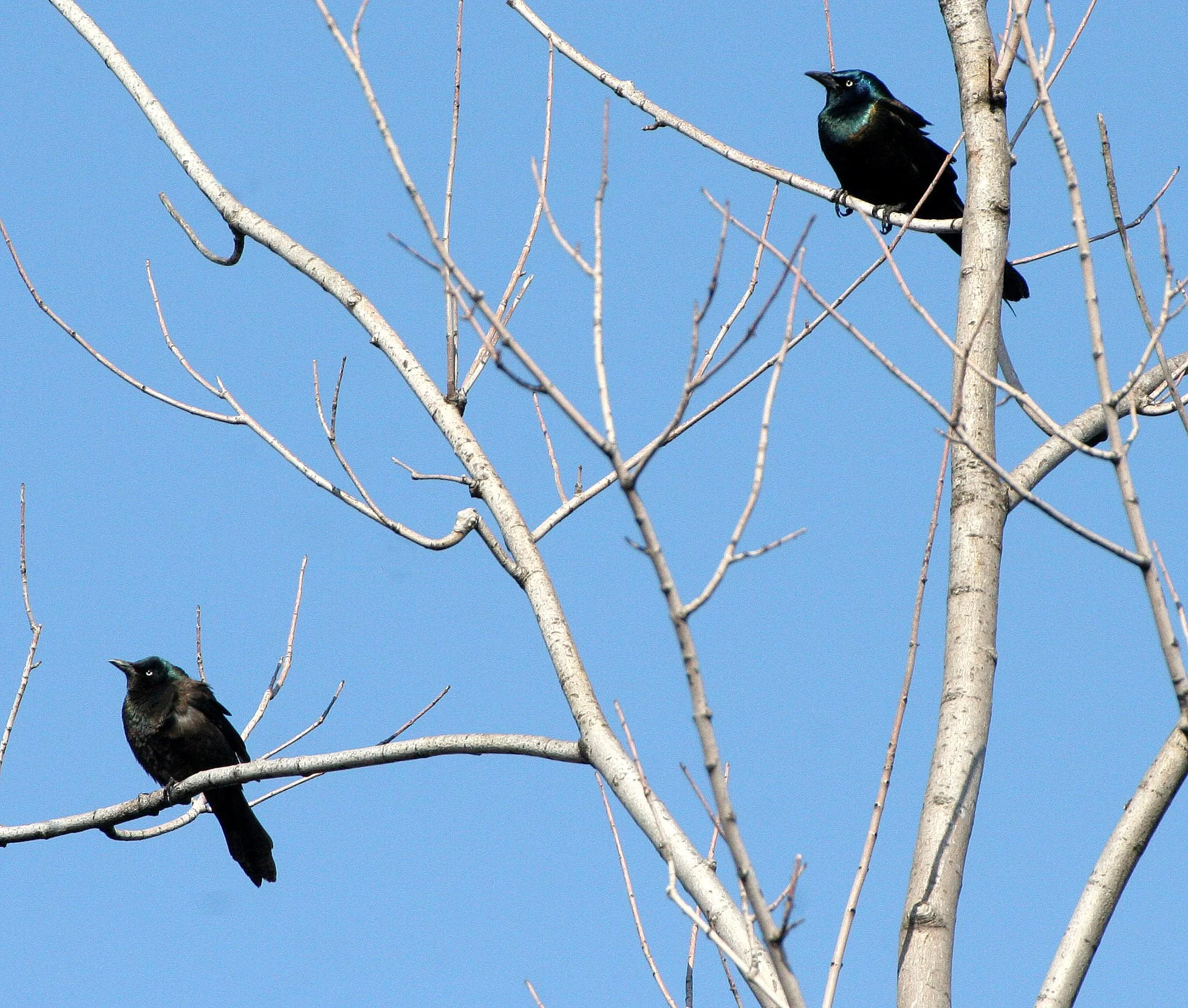 Common Grackle (Quiscalus quiscula) West Chicago Marsh Illinois (3).JPG