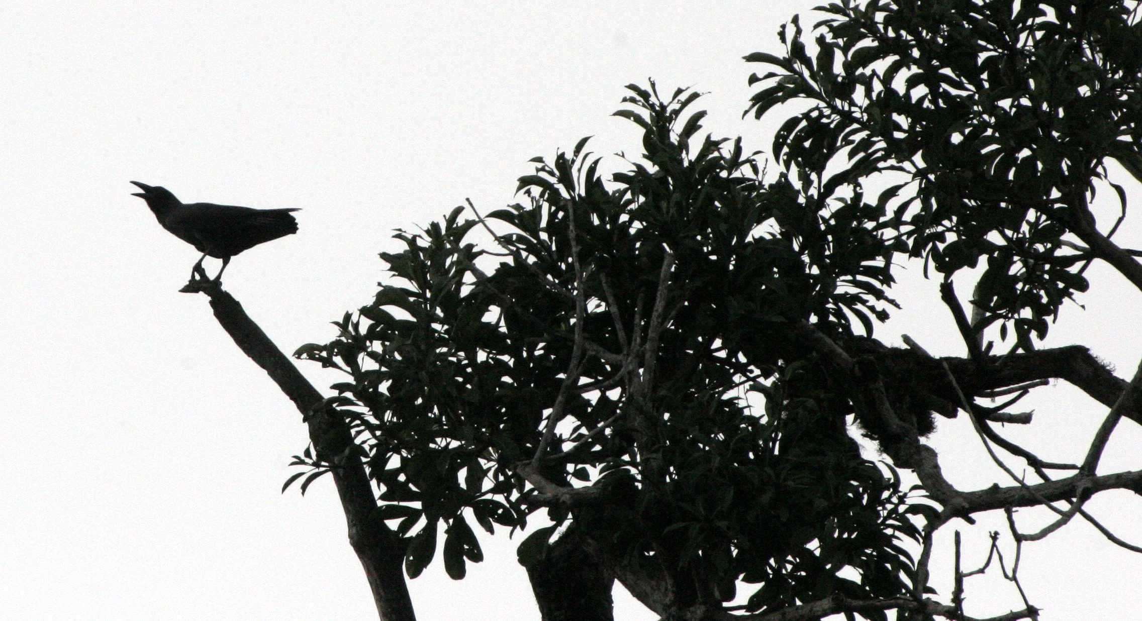 BIRD - CROW - SLENDER-BILLED CROW - CORVUS ENCA - KINABATANGAN RIVER BORNEO (3).JPG