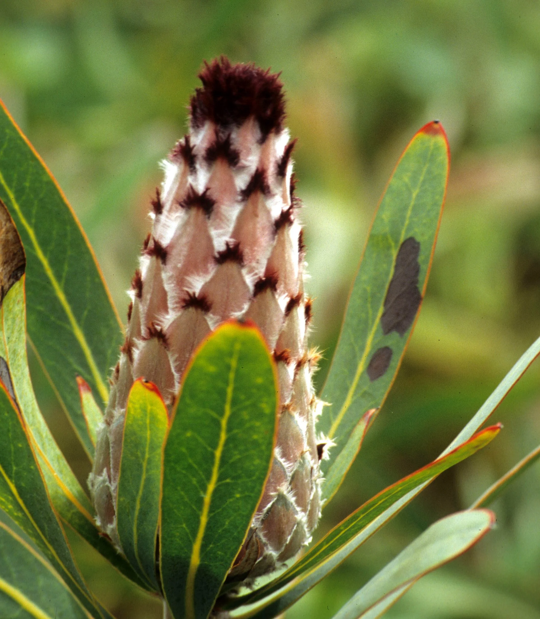 HAWAII - MAUI - PROTEA PLANTATION (6).jpg