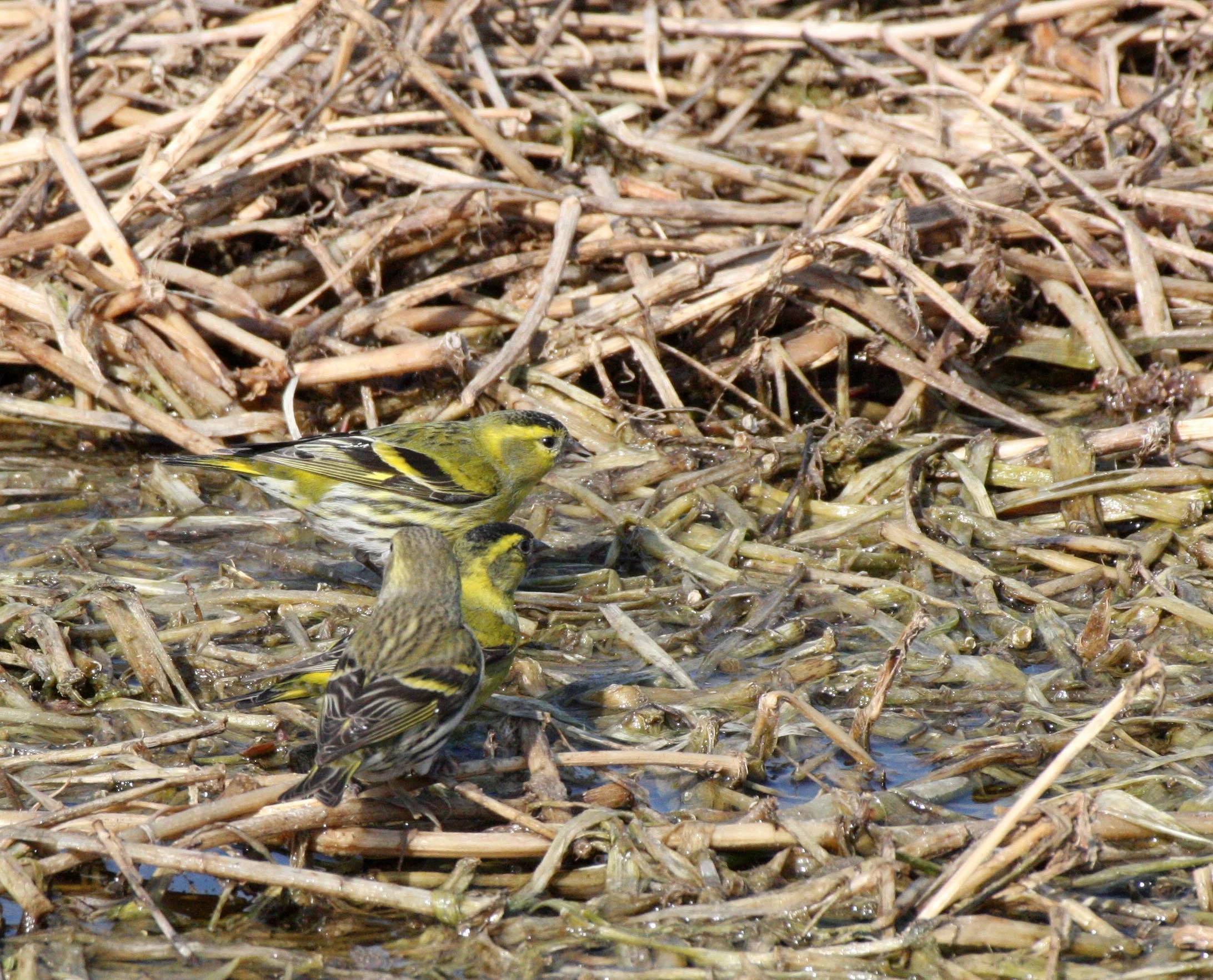 Eurasian Siskin (Spinus spinus) Links Golf Course, Pudong Shanghai China (11).JPG
