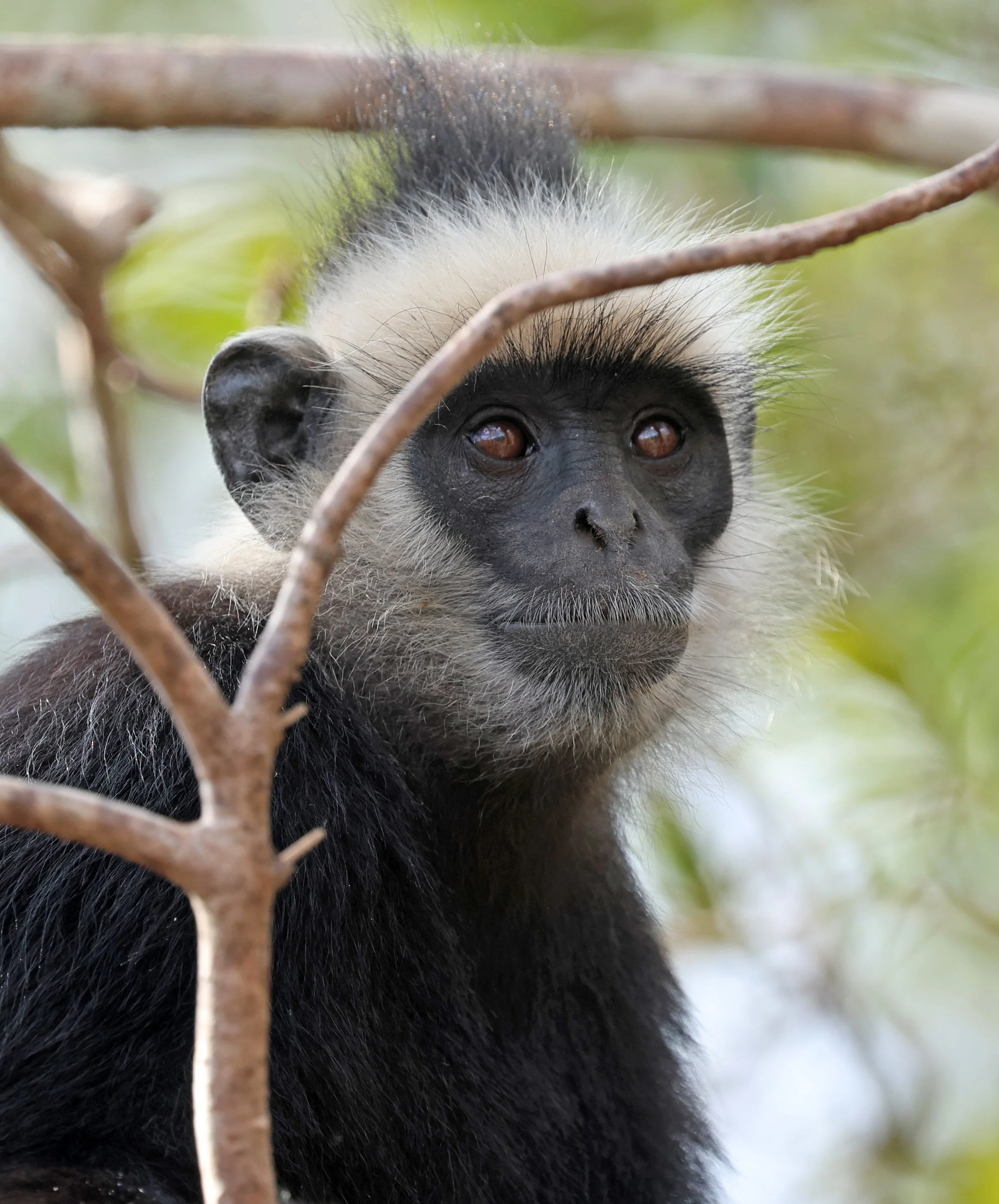 Laotian Langur or White-browed Black Langur (Trachypithecus laotum) The Rock Viewpoint, Khammouane Province Laos (216).jpg