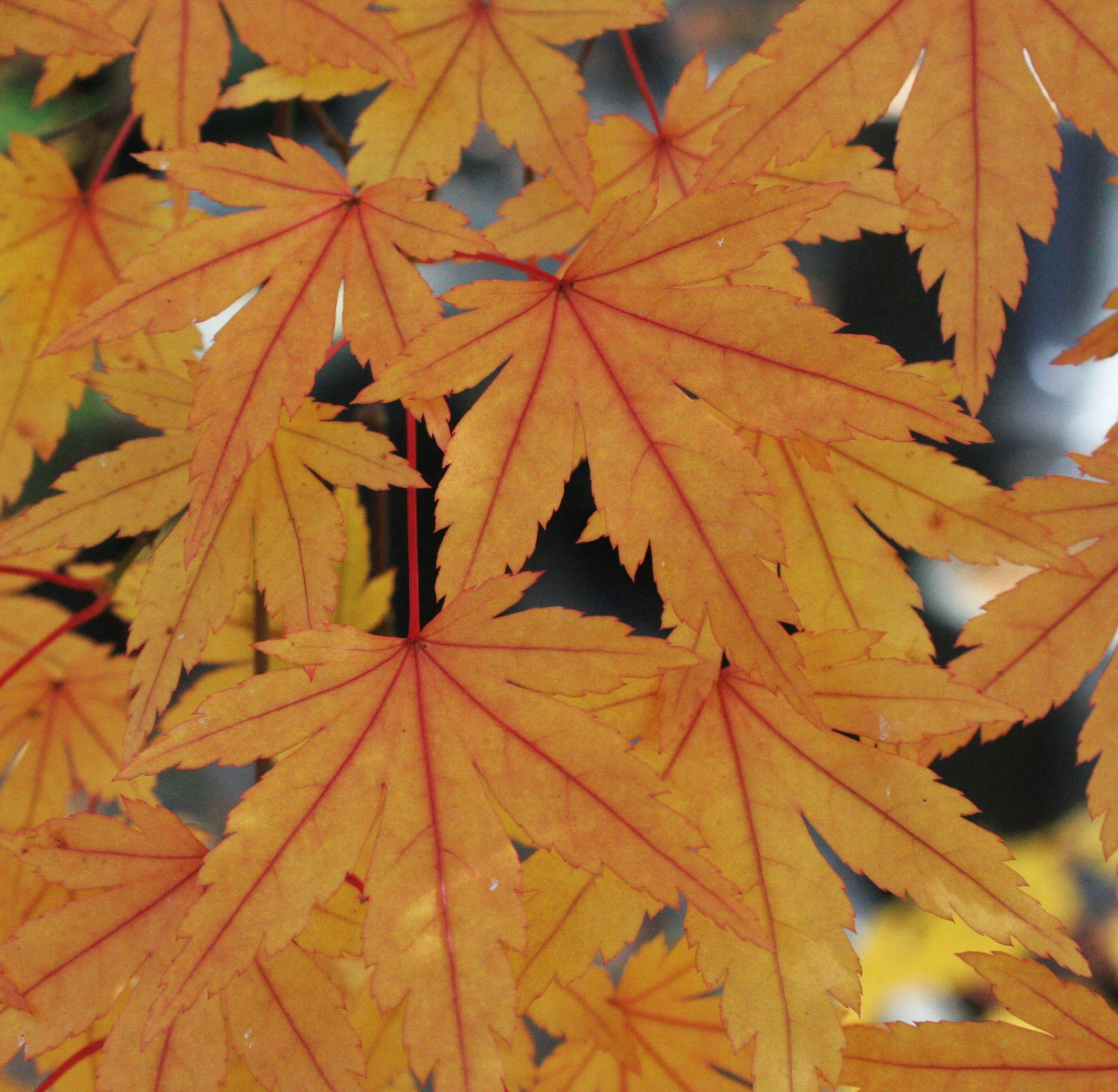 2008-10-26 MAPLE AND MERLOT - ELWHA RIVER VALLEY WA (6).JPG