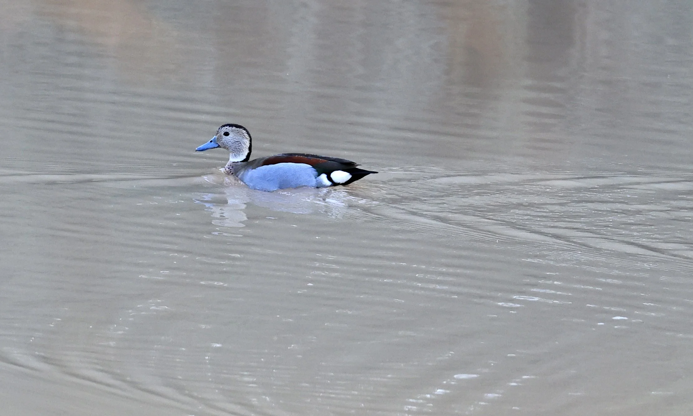 Ringed Teal (Callonetta leucophrys) Hotel Iparoma Campestre Paraguay 