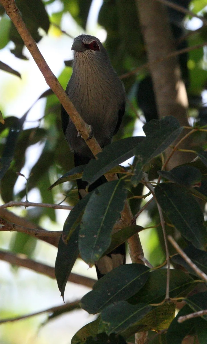 Green-billed Malkoha (Phaenicophaeus tristis) Kaeng Krachan NP Thailand (17).JPG