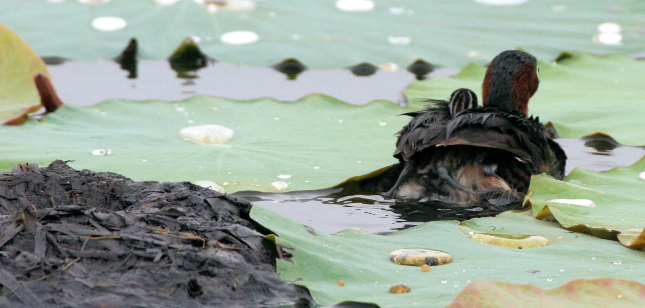Little Grebe (Tachybaptus ruficollis) Bueng Boraphet Wetlands Nakhon Sawan Thailand (20).JPG