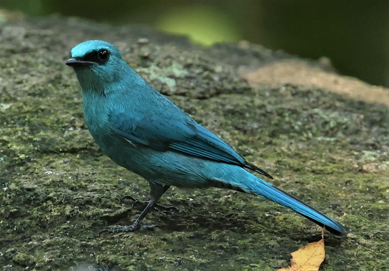 FLYCATCHER - VERDITER FLYCATCHER - Eumyias thalassina - WAT THAM PRATHUM CHONBURI JAN 30 2022 (23).jpg