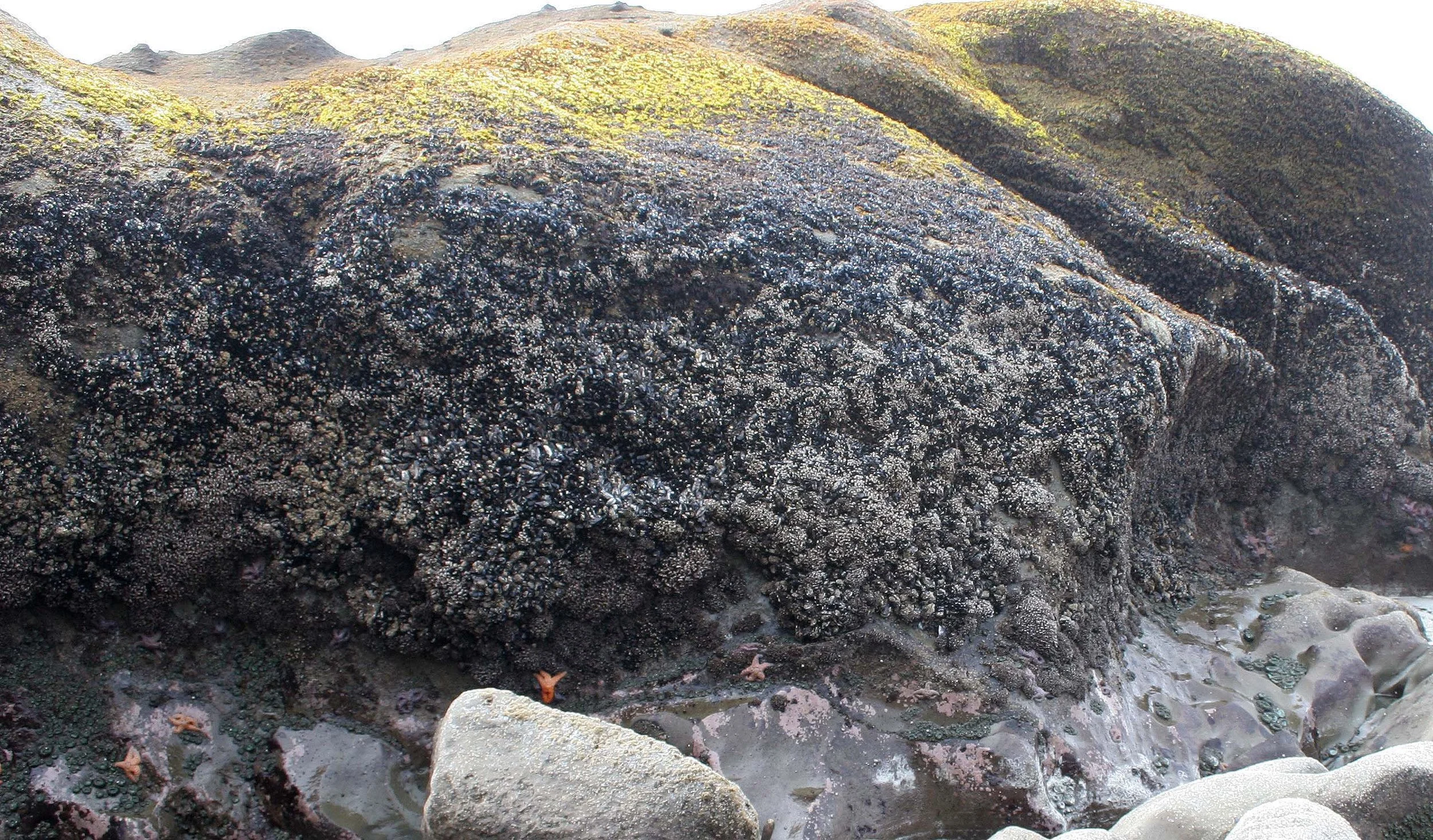 INVERTS - INTERTIDAL - ARTHROPOD - BALANUS COMMUNITY IN PA.jpg