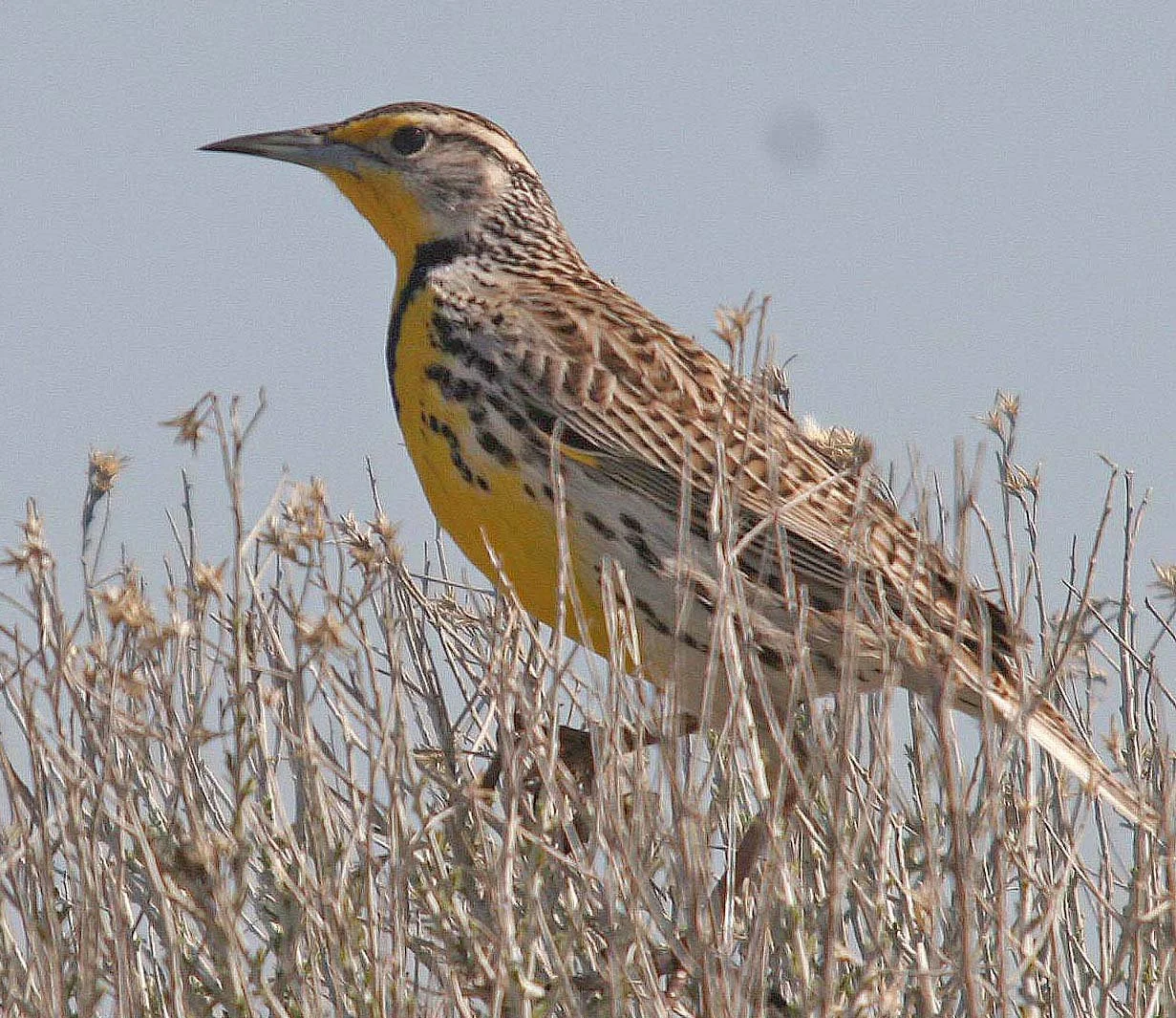 Western Meadowlark (Sturnella neglecta) Potholes State Park Washington (5).jpg