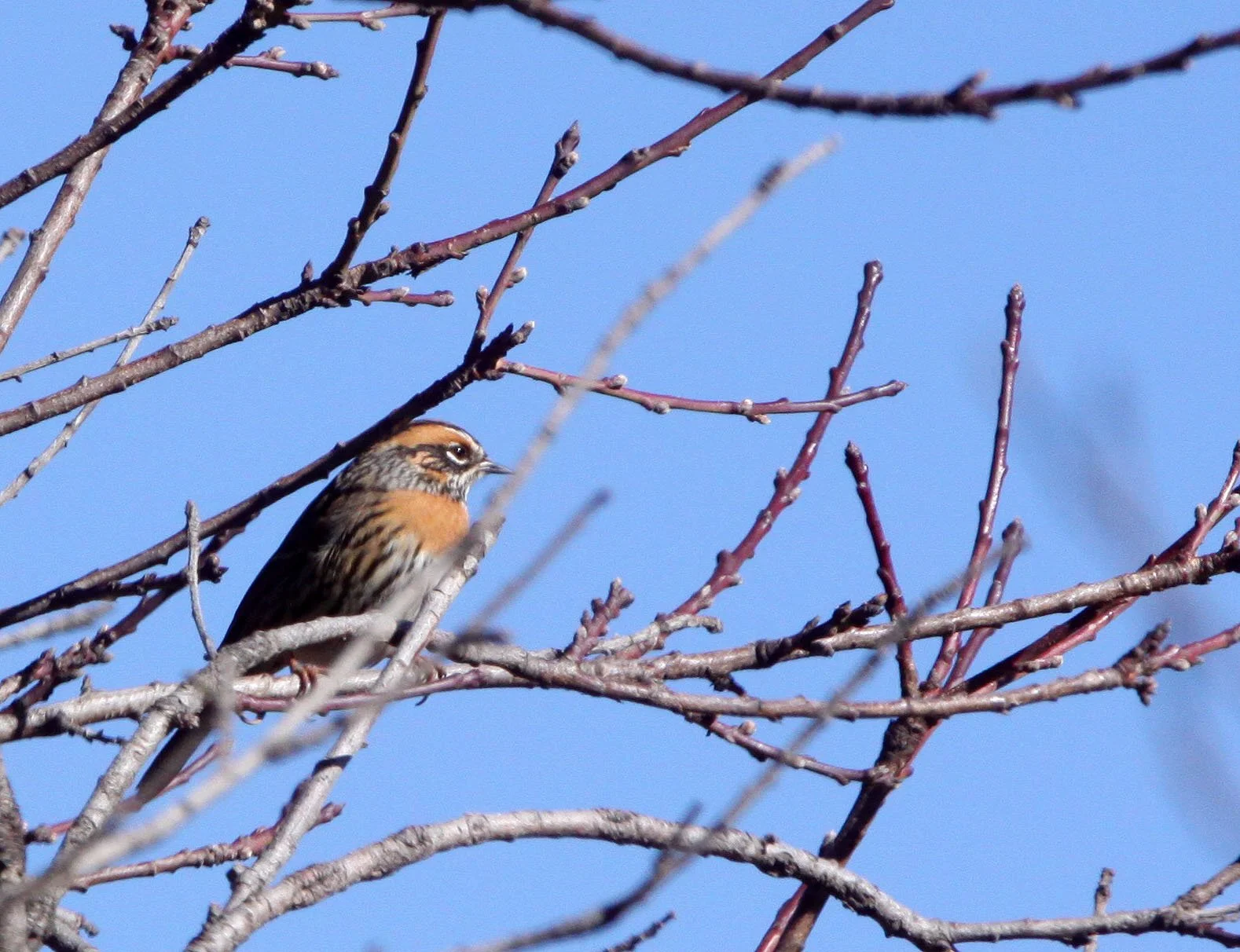 Rufous-breasted Accentor (Prunella strophiata) Lijian Highlands Yunnan China (1).JPG