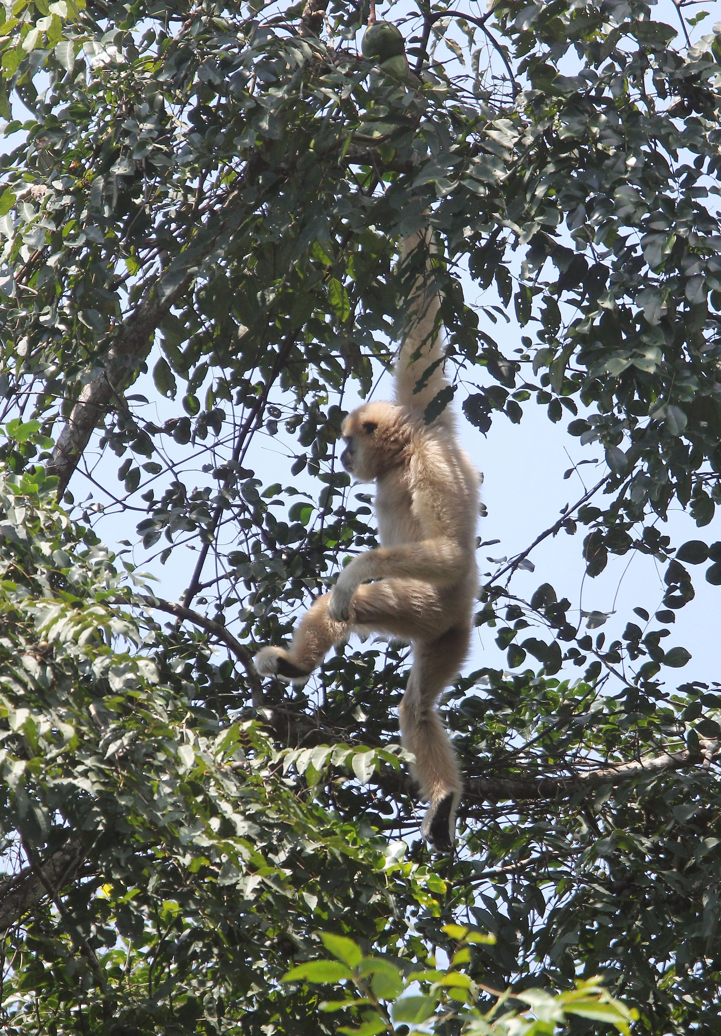 HYLOBATIDAE - Hylobates lar entelloides - LAR GIBBON (WHITE-HANDED) - KHAO YAI NATIONAL PARK THAILAND (79).JPG