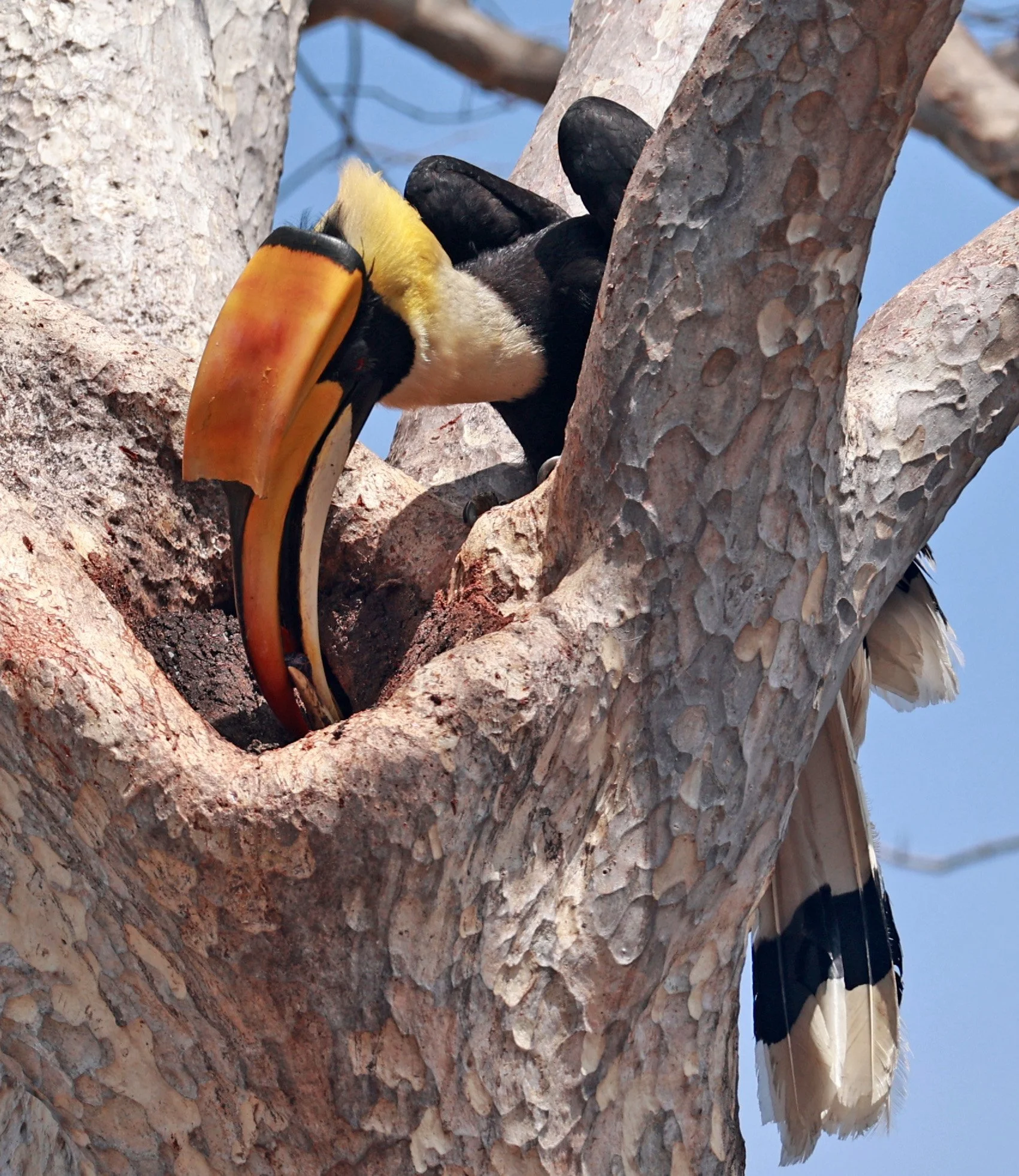 Great Hornbill (Buceros bicornis)