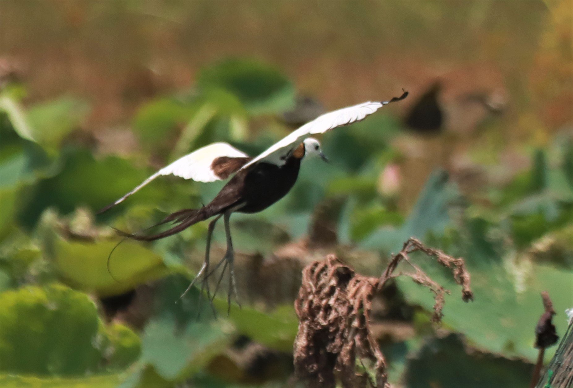 JACANA - PHEASANT-TAILED JACANA - Hydrophasianus chirurgus - BUENG BORAPHET NAKHON SAWAN AUGUST 2021 (123).JPG