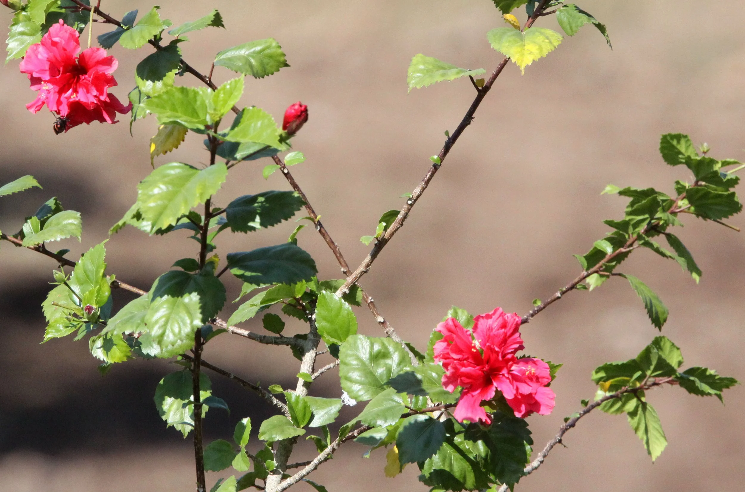 GUJARAT - GIR FOREST GUJARAT INDIA.JPG