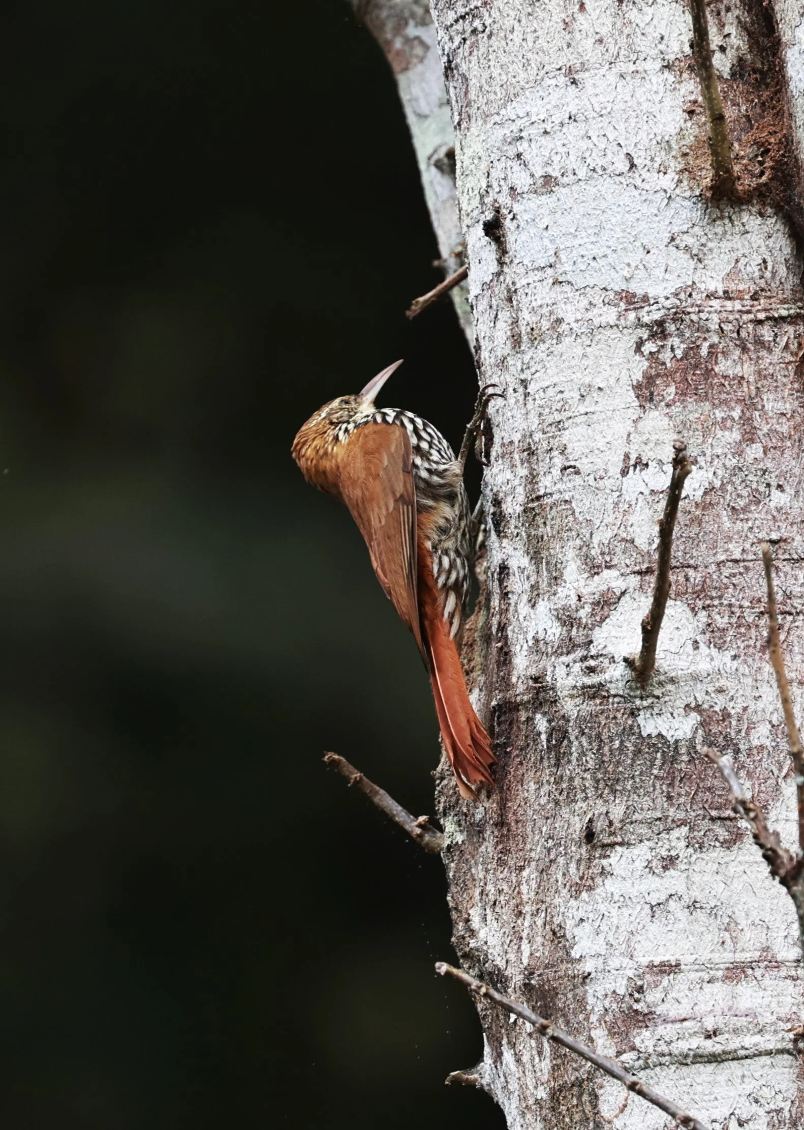 Woodcreeper - Lesser Woodcreeper - Xiphorhynchus fuscus - Feliciano Miguel Abdala Reserve (Caratinga Biological Reserve), ES (4).JPG