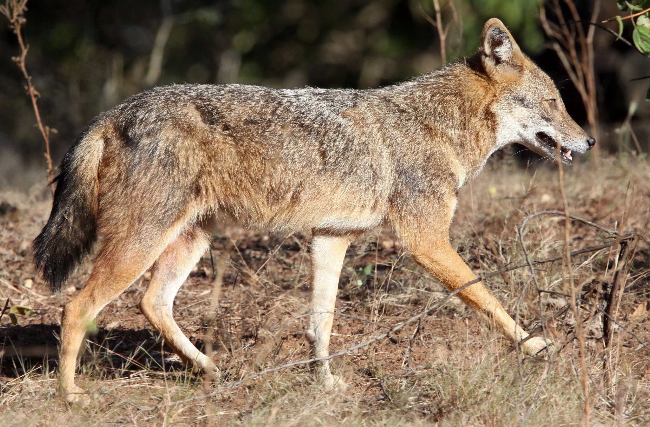 JACKAL - Canis aureus aureus - PERSIAN (GOLDEN) JACKAL - GIR FOREST GUJARAT INDIA (10).JPG