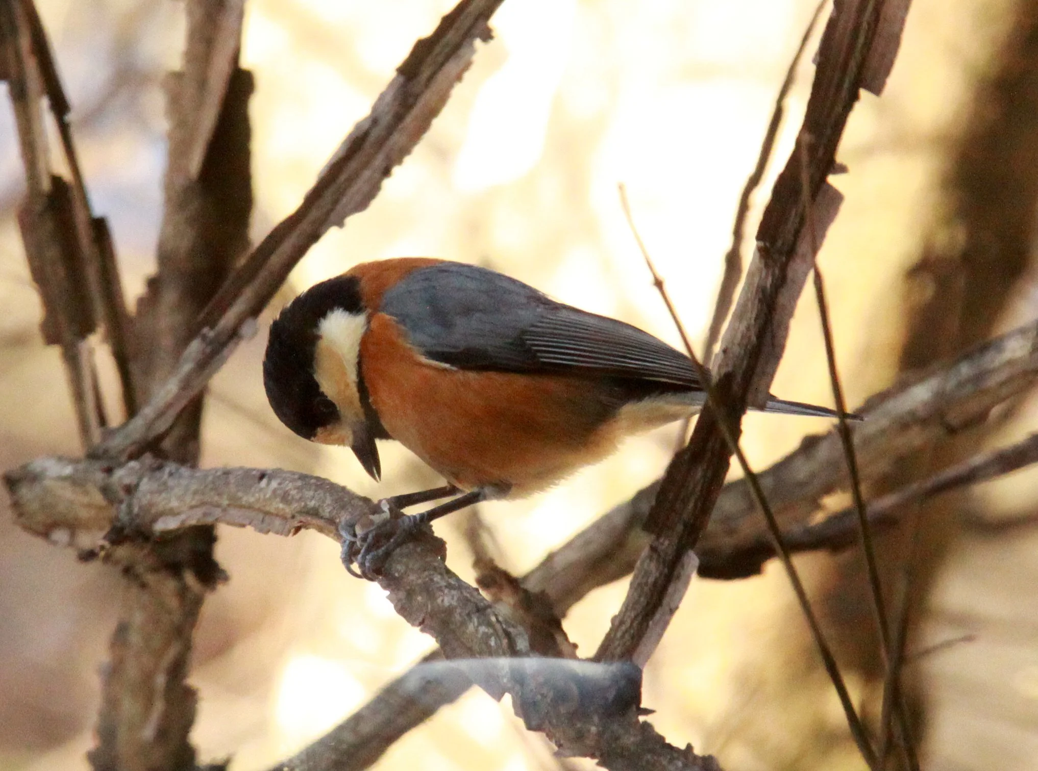 Varied Tit (Sittiparus varia) Shiobutsu Onsen, Karuizawa Japan (3).JPG