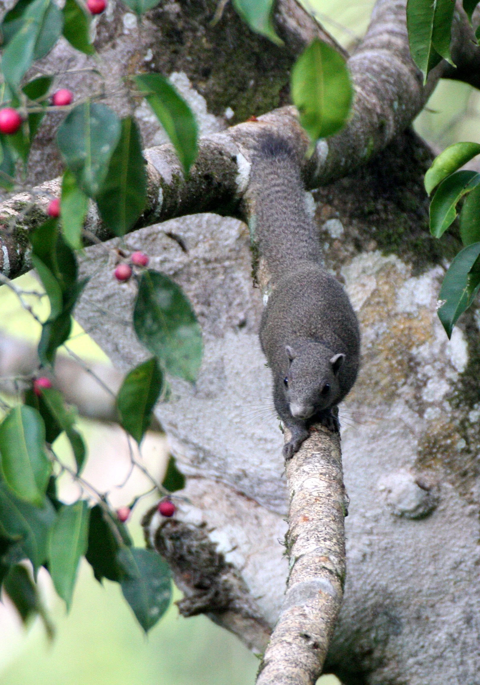 Callosciurus caniceps - GREY-BELLIED SQUIRREL - CALLOSCIURUS CANICEPS - KAENG KRACHAN NP THAILAND (5).JPG