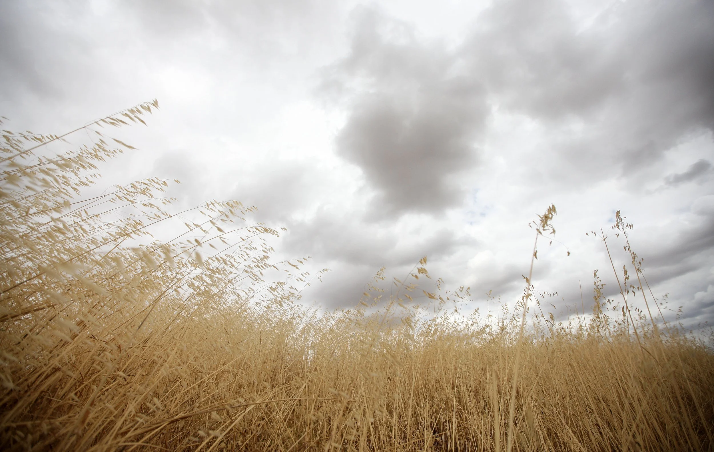MALPARTIDA & MIRABELA GRASSLANDS SPAIN (6).JPG