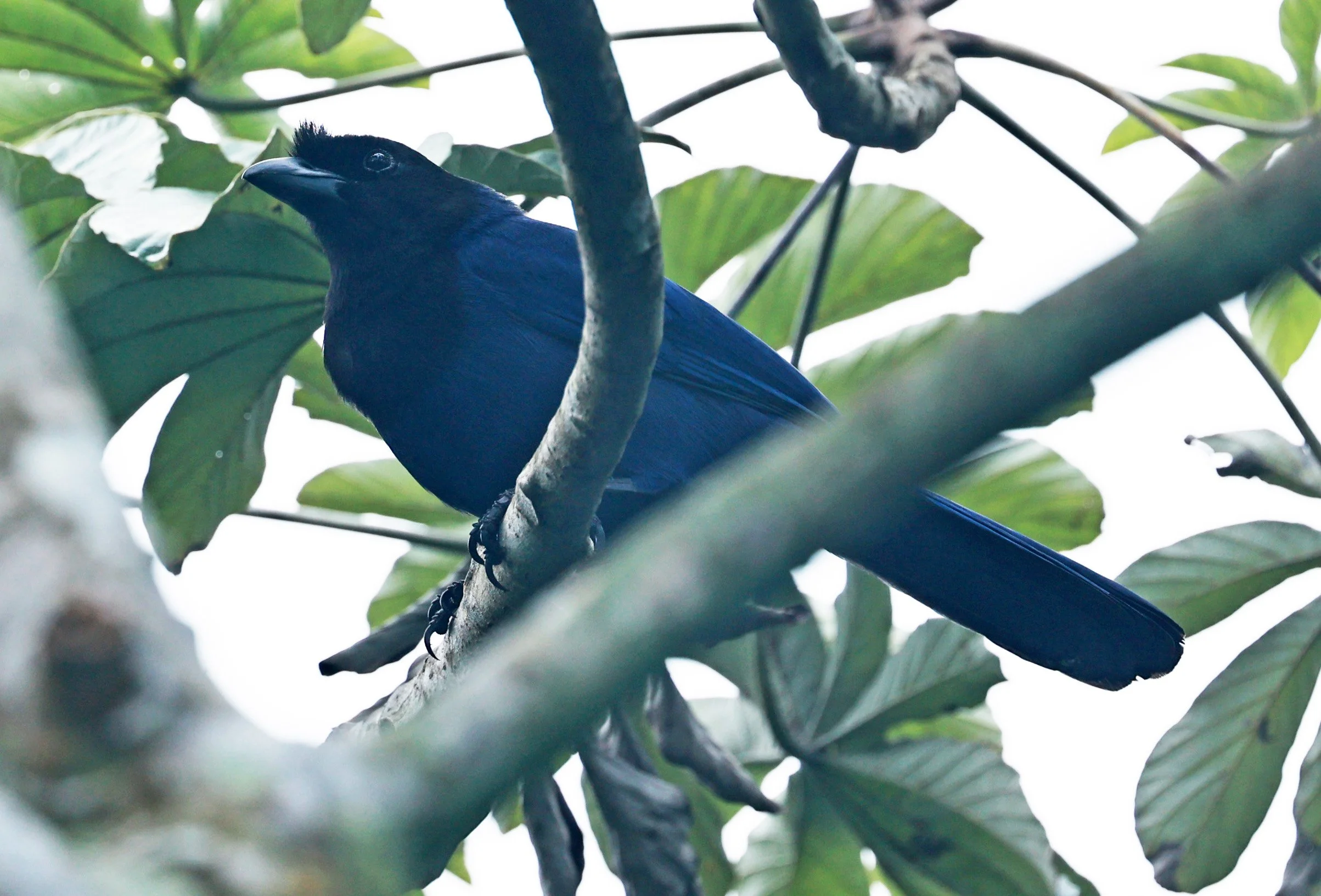 Azure Jay (Cyanocorax caeruleus) Superagui National Park, Brazil (12).jpg
