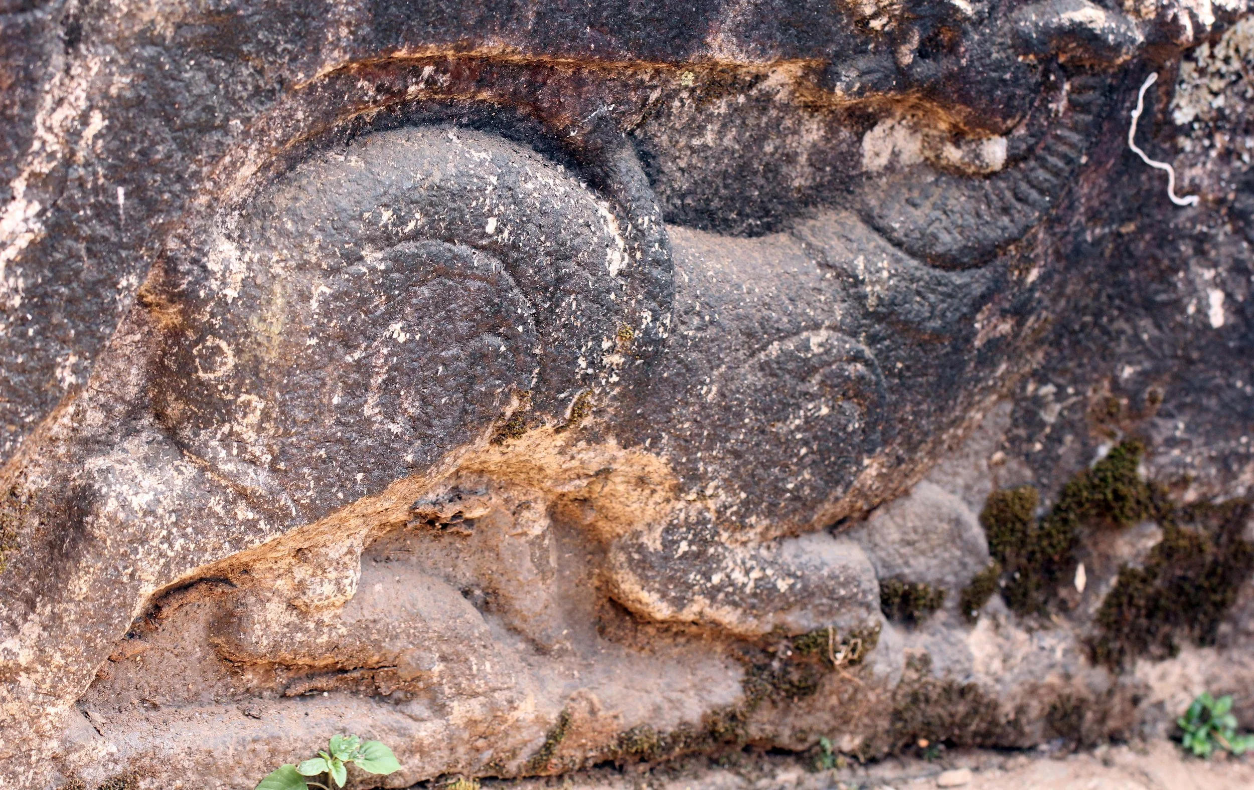 THOLPETTY NATIONAL PARK - THIRUNELLY - KERALA INDIA - PHOTO BY SOM SMITH (44).JPG