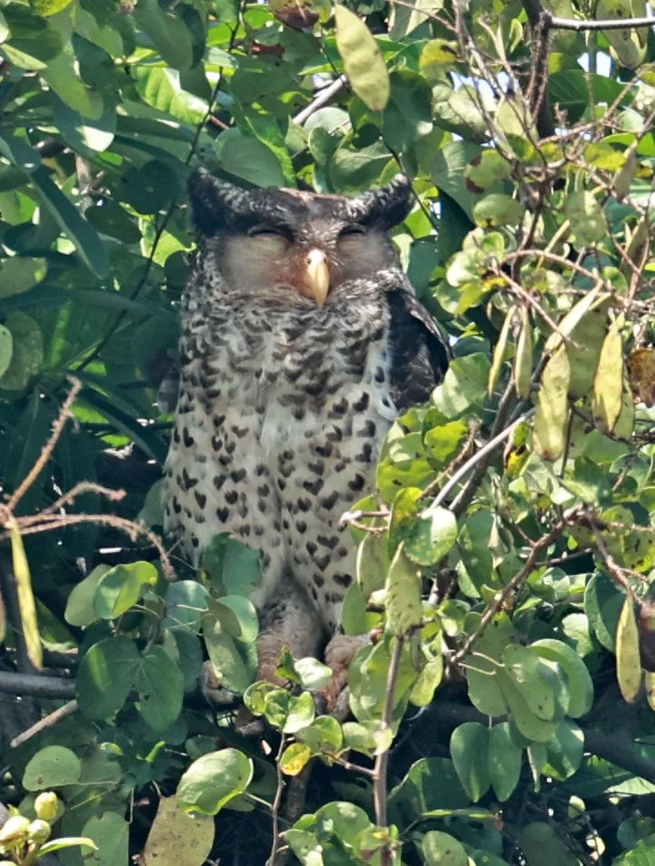 Spot-bellied Eagle-Owl (Bubo nipalensis) Pak Chong Mu Si Municipality Feb 2026  (53).jpg