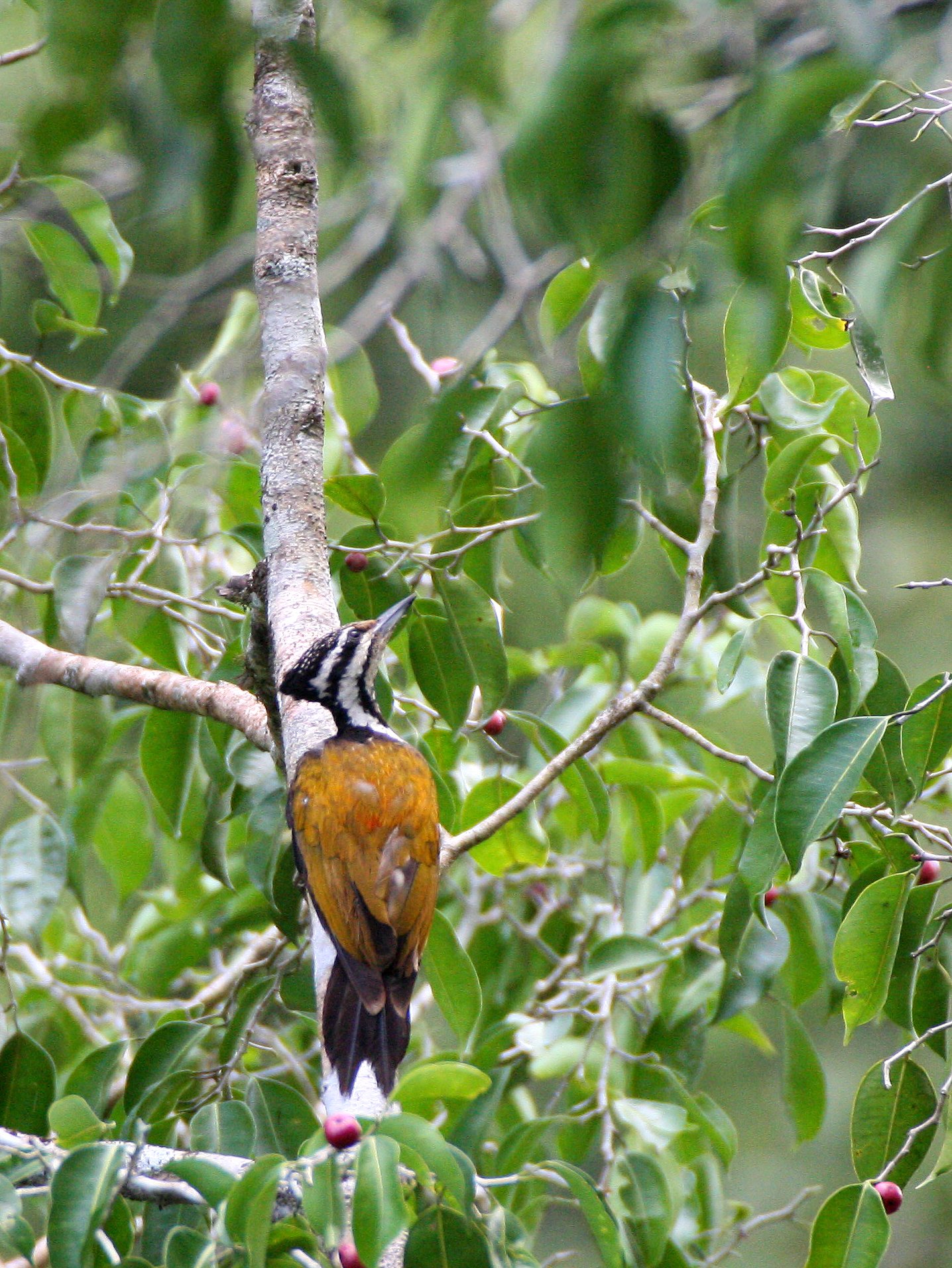 WOODPECKER - COMMON FLAMEBACK - Dinopium javenense - KAENG KRACHAN NP THAILAND (4).JPG