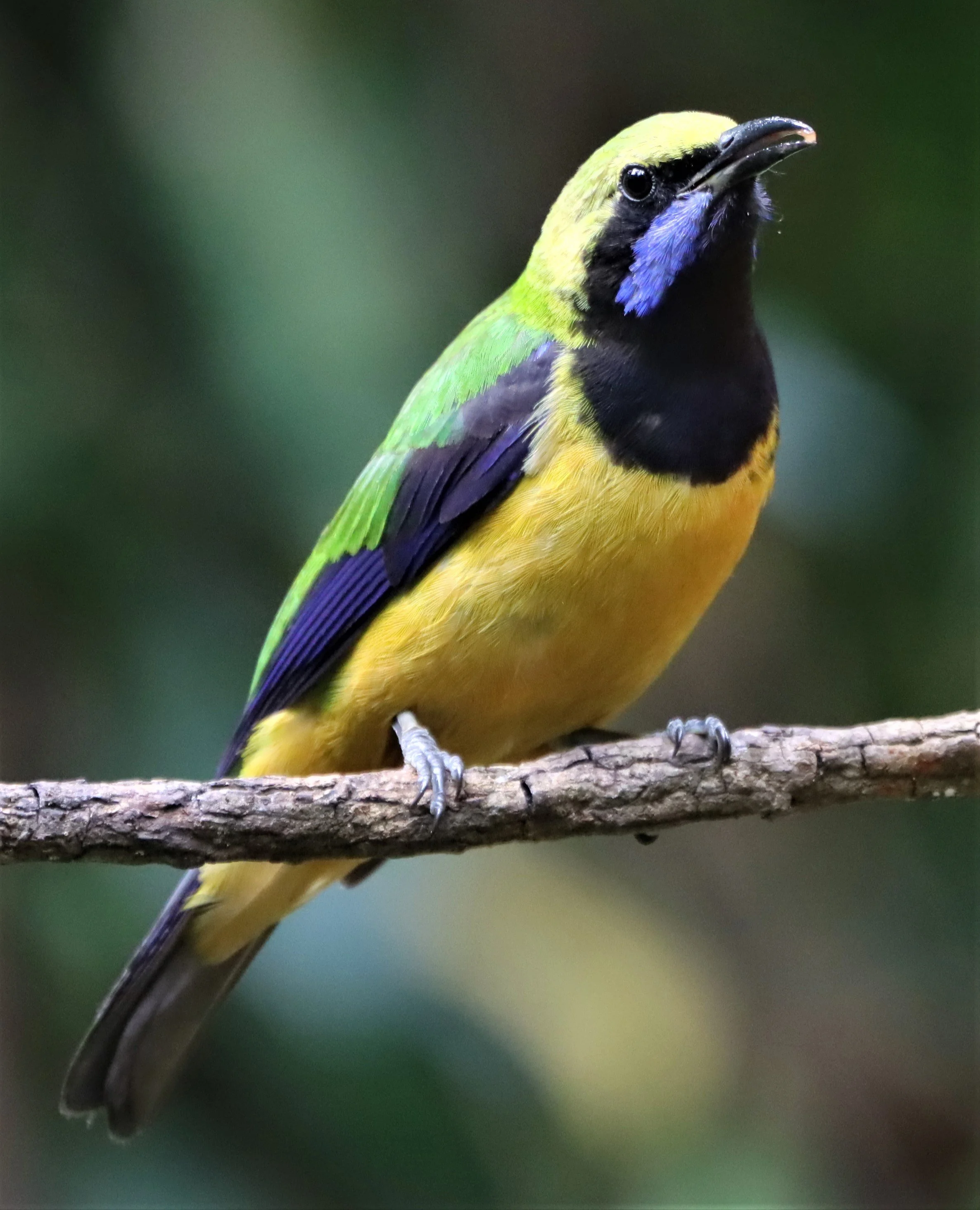 Orange-bellied Leafbird (Chloropsis hardwickii) Doi Inthanon NP