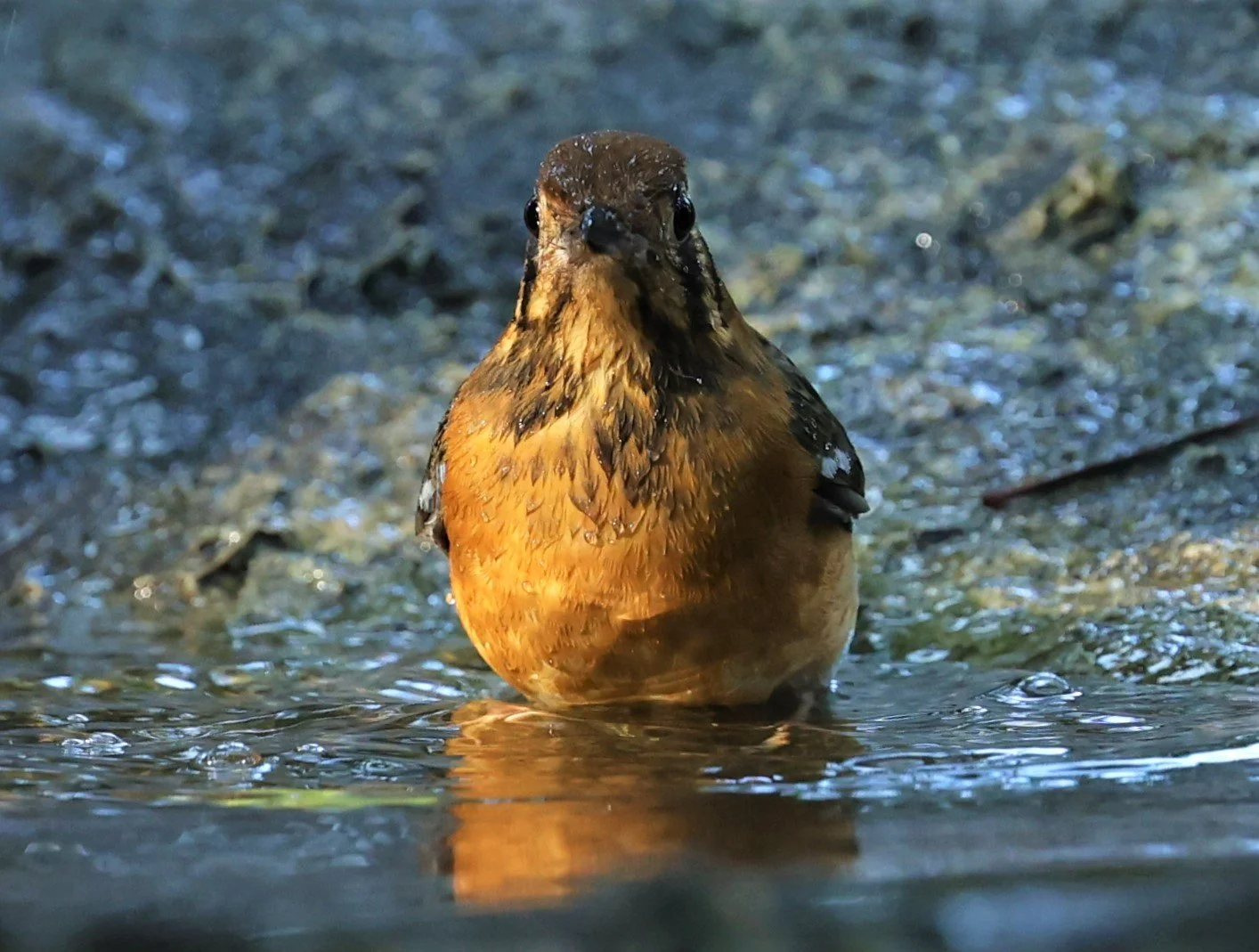 Orange-headed Thrush (Zoothera citrina) Wat Tham Prathum Chonburi Thailand (17).jpg