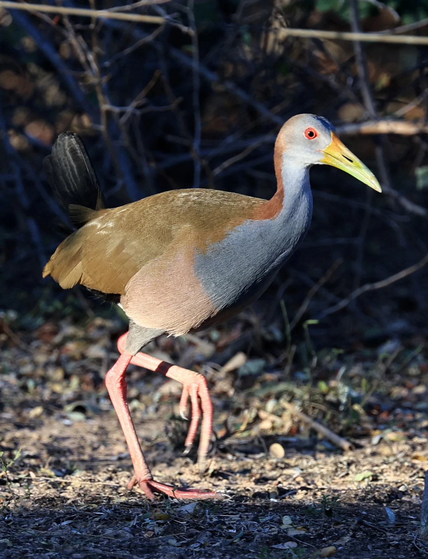 Gray-cowled Wood-Rail (Aramides cajaneus) Reserva Natural Canada el Carmen, Paraguay  (10).jpg