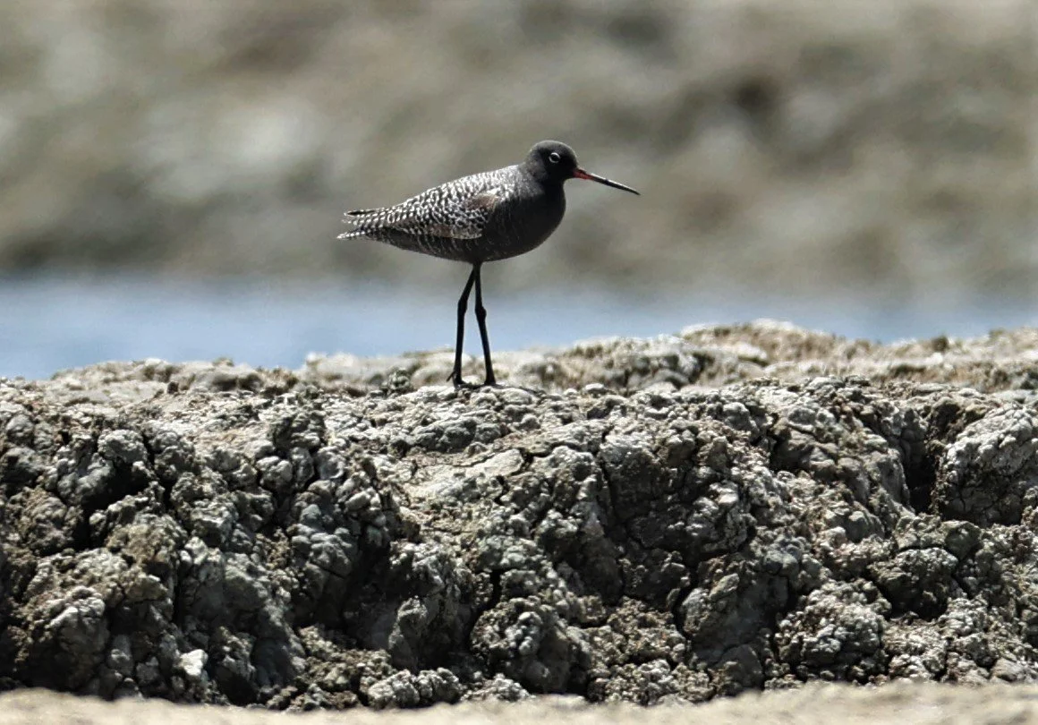REDSHANK - SPOTTED REDSHANK - Tringa erythropus - CHACHOENGSAO SALT PONDS SALT CAFE MAY 7 2022 (39).jpg