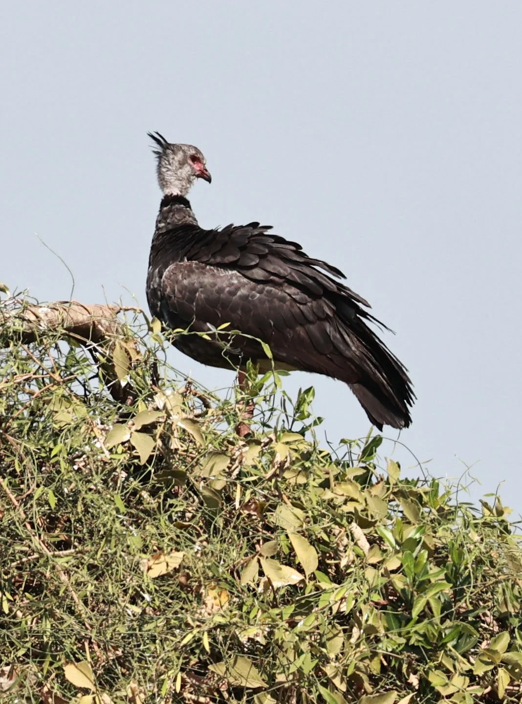 Screamer - Southern Screamer - Chauna torquata - Pantanal - Mato Grosso, Transpantaneira M-060 (13).jpg