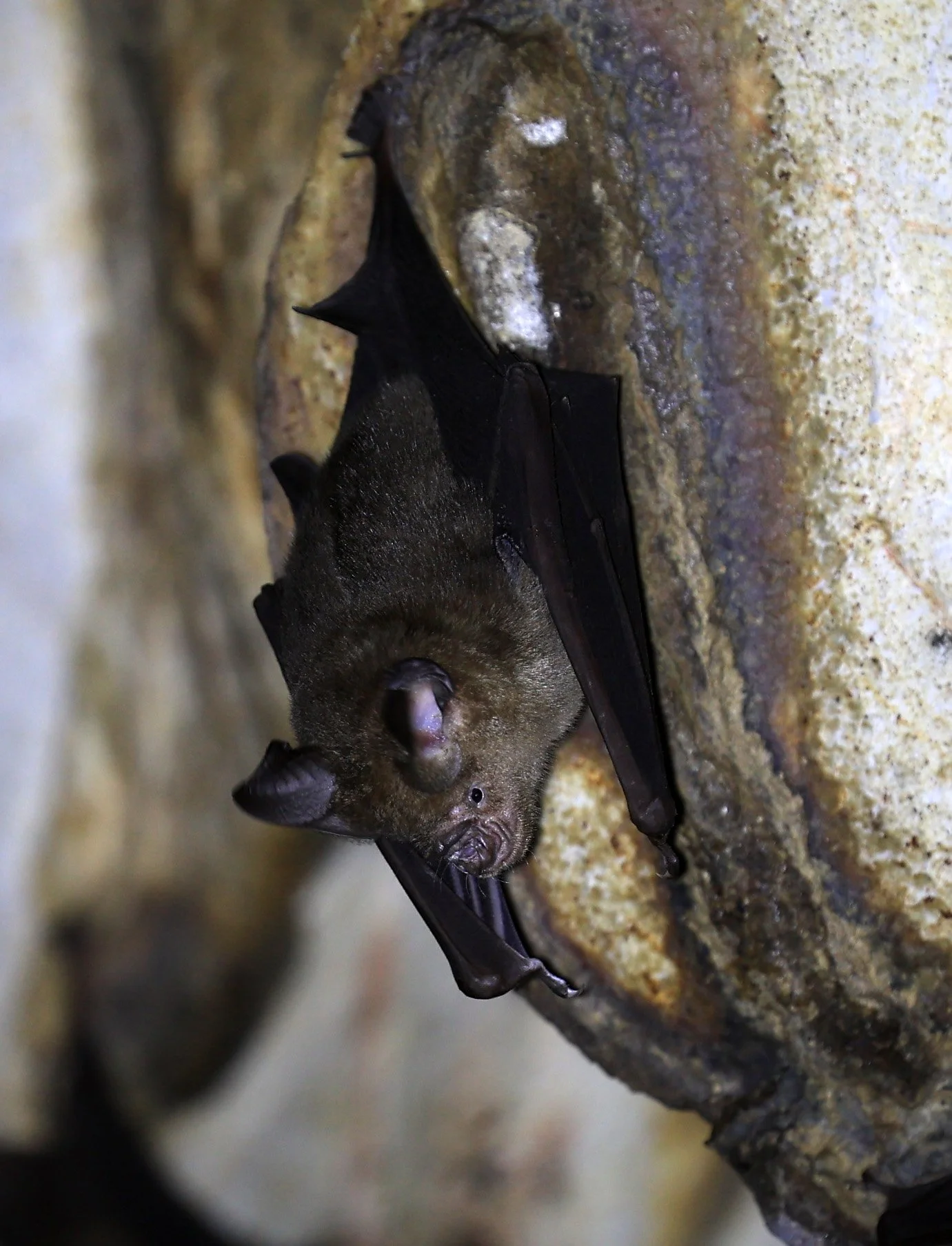 Horsfield’s Leaf-nosed Bat (Hipposideros.larvatus) Wat Tham Sila Thong Temple Pak Chong Thailand near Khao Yai (95).jpg