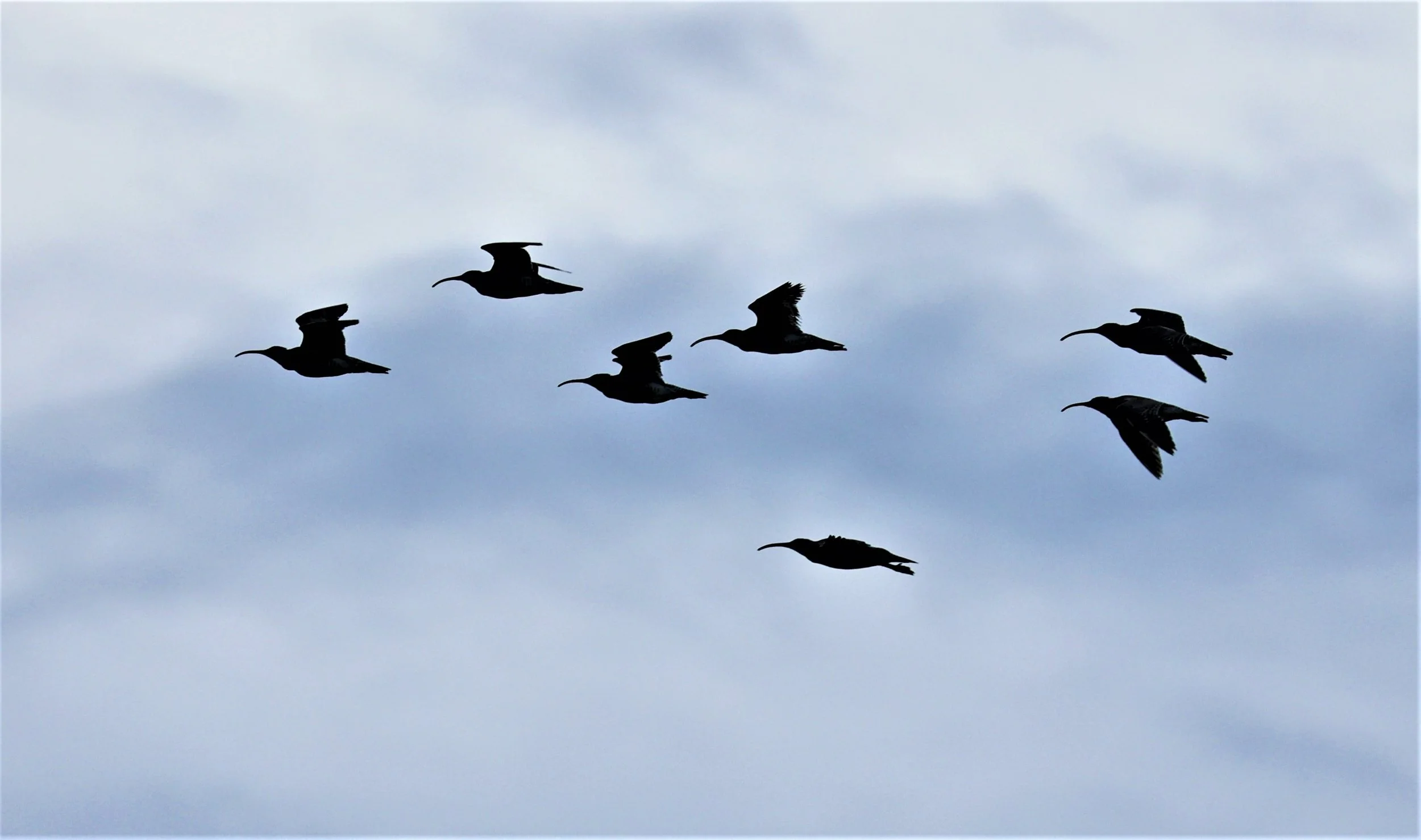 WHIMBREL - Numenius phaeopus - LAEM PAK BIA AREA NEAR PAK THALE (4).jpg