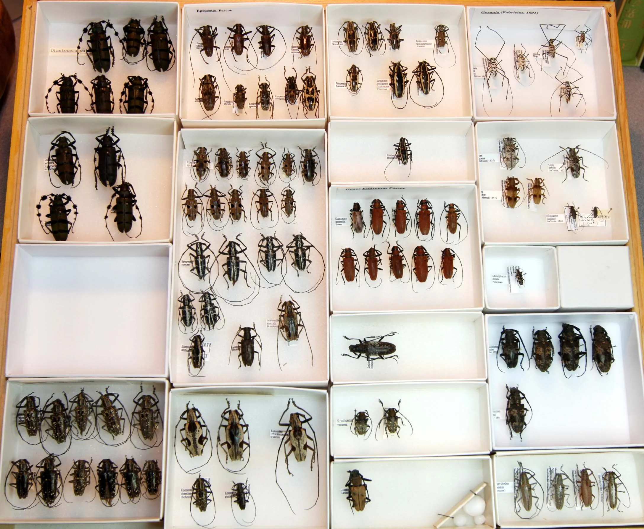 20 Lamiinae - Lamiini.JPG