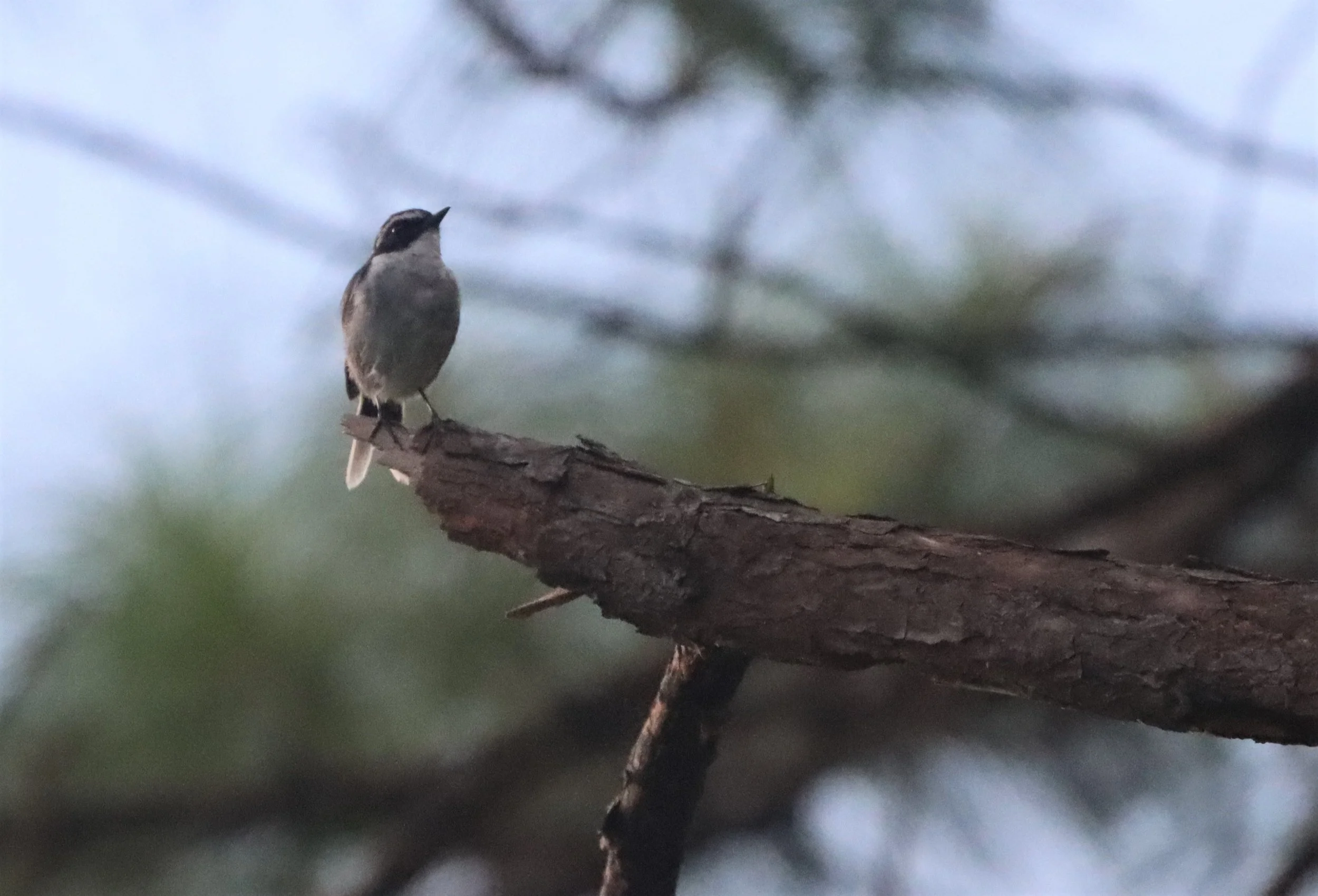 BUSH CHAT - GREY BUSH CHAT - Saxicola ferreus - DOI LANG CHIANG MAI (5).jpg