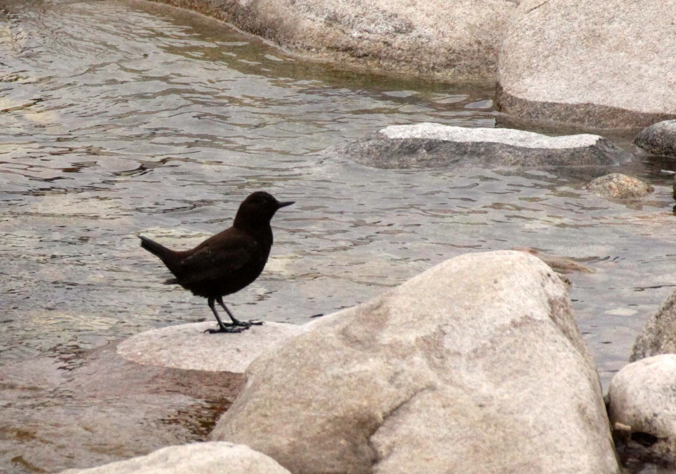 Brown dipper (Cinclus pallasii) Foping Nature Reserve Shaanxi China (3).JPG