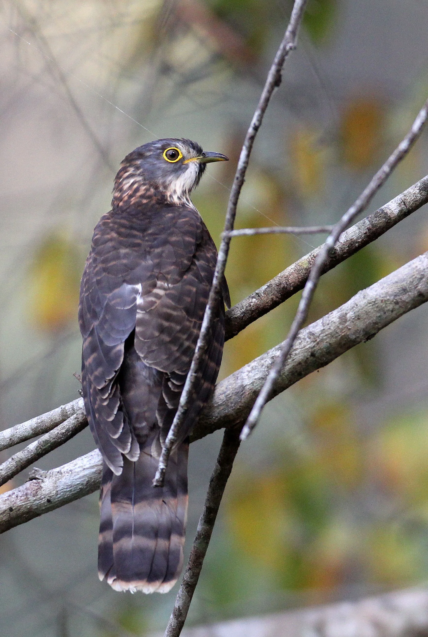 Large Hawk-cuckoo (Hierococcyx sparveroides) Huai Kha Khaeng NWR Thailand (19).JPG