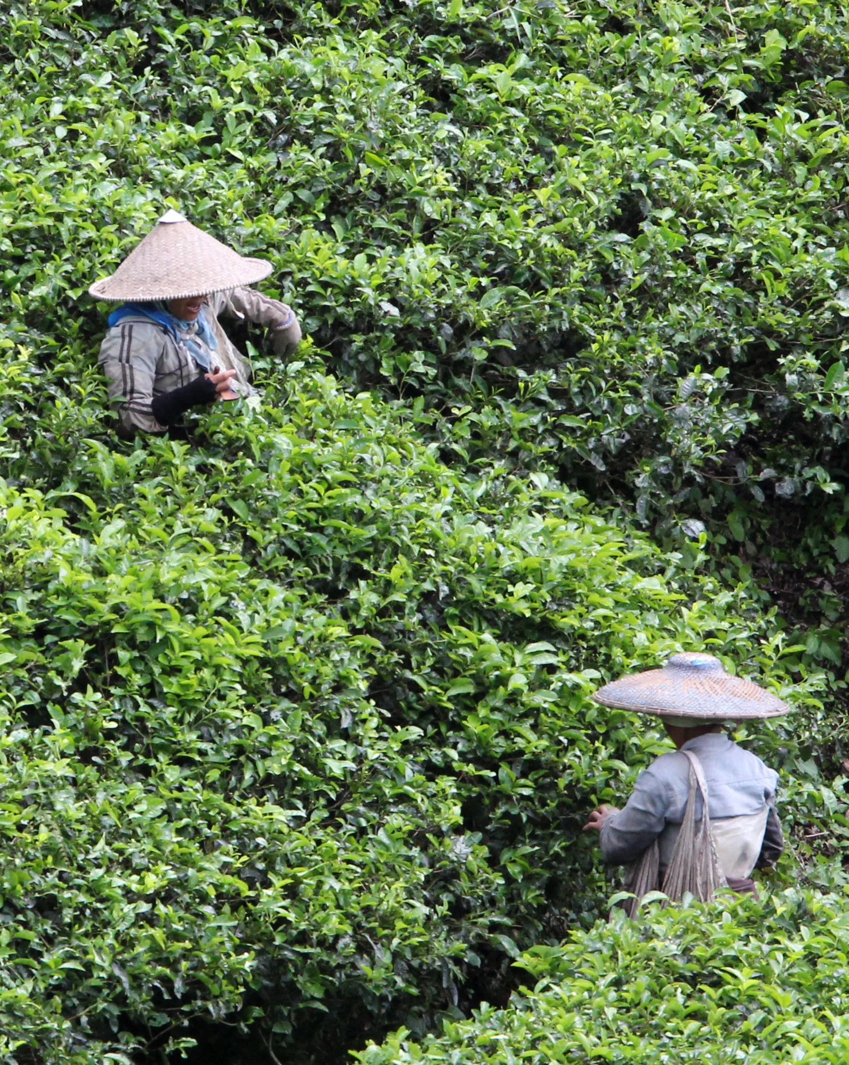 HALIMUN NATIONAL PARK JAVA BARAT INDONESIA (41).JPG