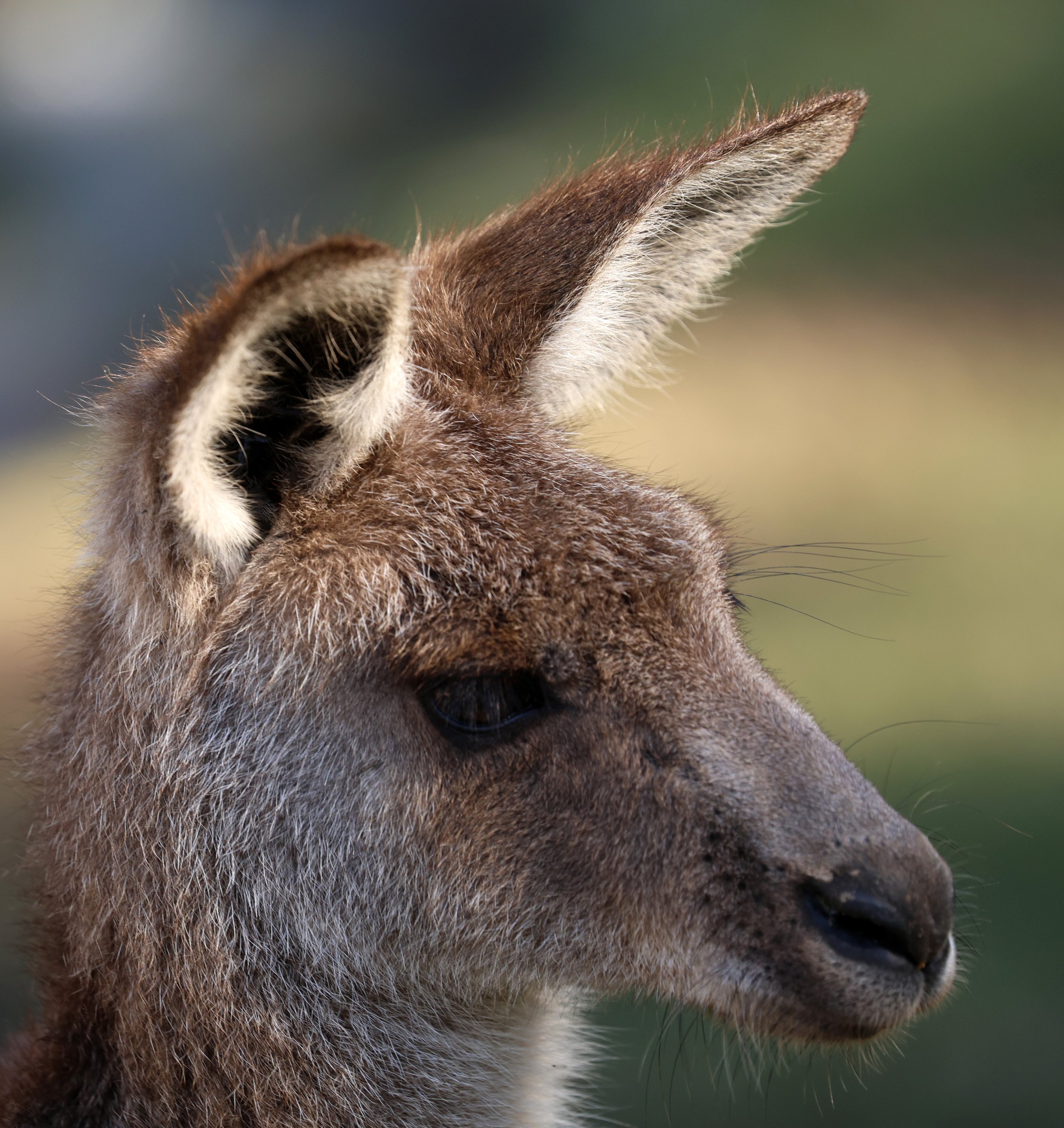 Eastern Grey Kangaroo (Macropus giganteus giganteus) Koala Trail Road and Locations South of Brisbane - Queensland 