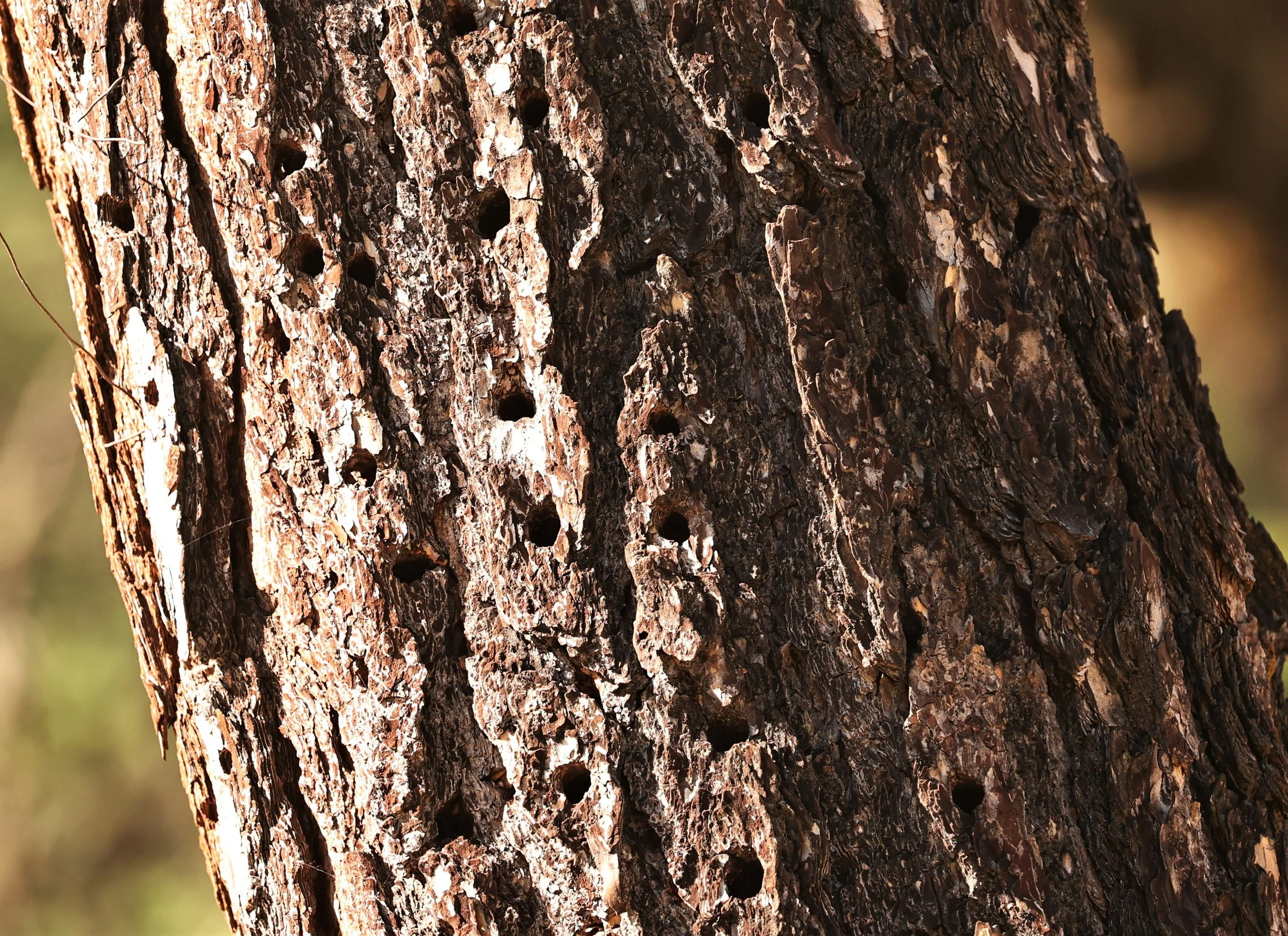 Melanerpes formicivorus - ACORN WOODPECKER - CACHE - YOSEMITE NATIONAL PARK CALIFORNIA AUGUST 2022 (1).jpg
