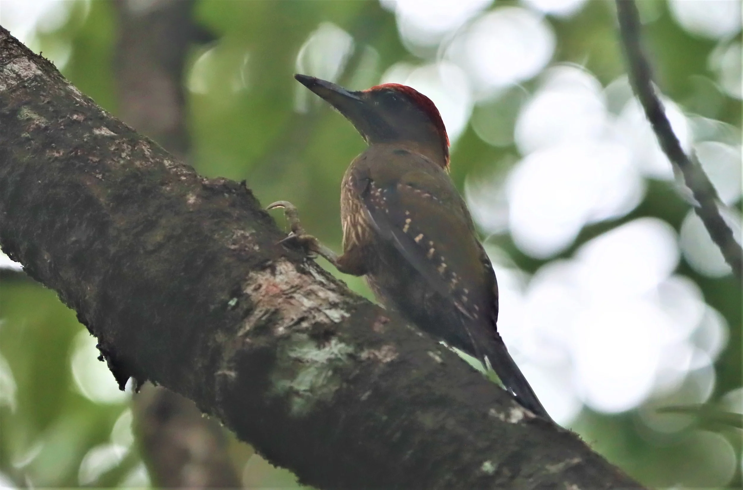 WOODPECKER - STREAK BREASTED WOODPECKER -Picus viridanus - AO PHANG NGA NATIONAL PARK AREA (13).jpg
