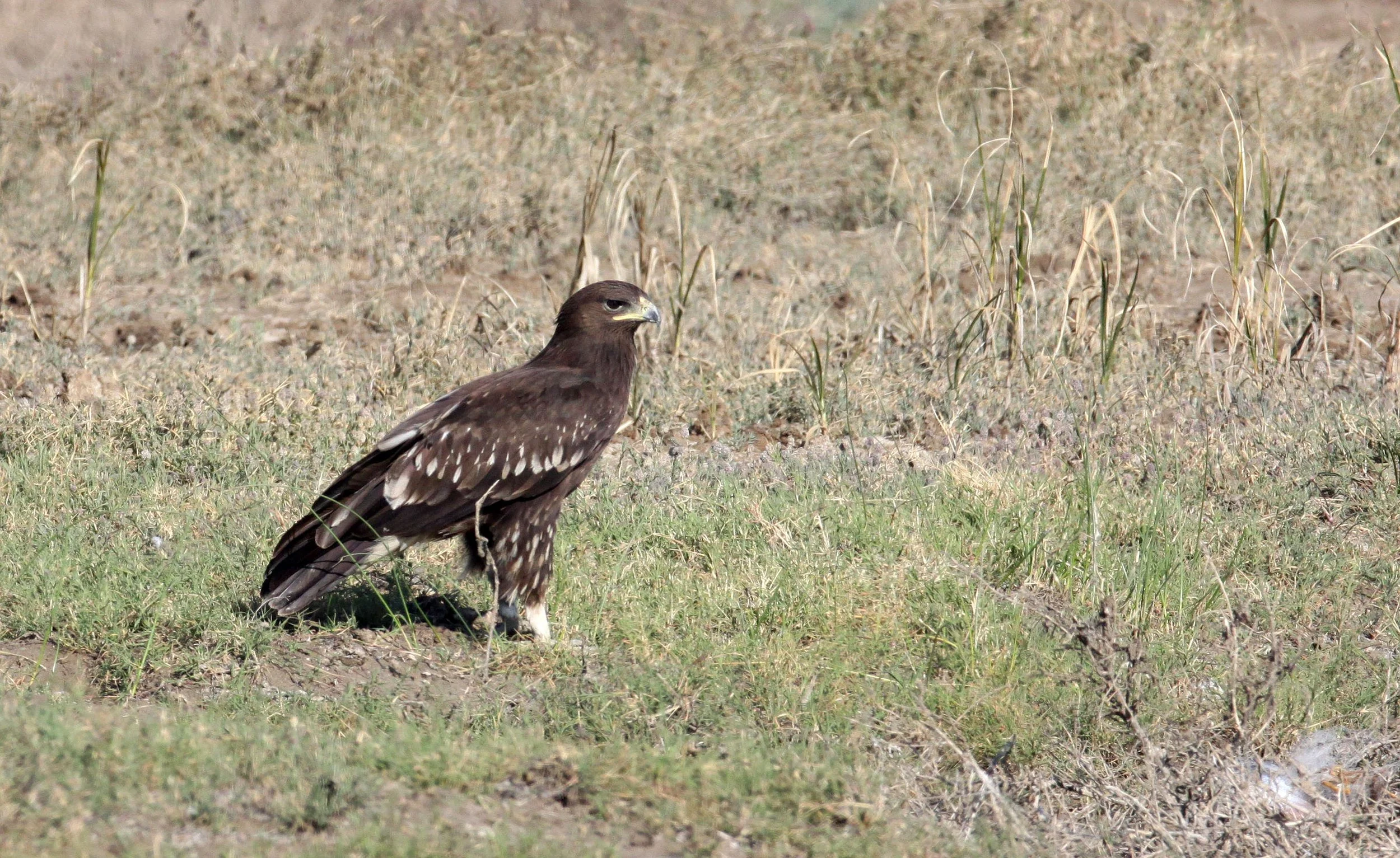 Clanga clanga - GREATER SPOTTED EAGLE - AQUILA CLANGA - LITTLE RANN OF KUTCH GUJARAT INDIA (26).JPG