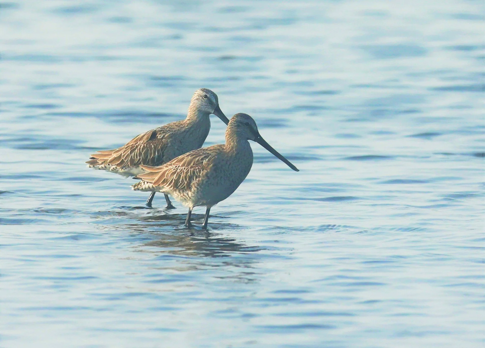 DOWITCHER - ASIAN DOWITCHER - Limnodromus semipalmatus - PAK THALE SALT PONDS MARCH 2022 (8).jpg