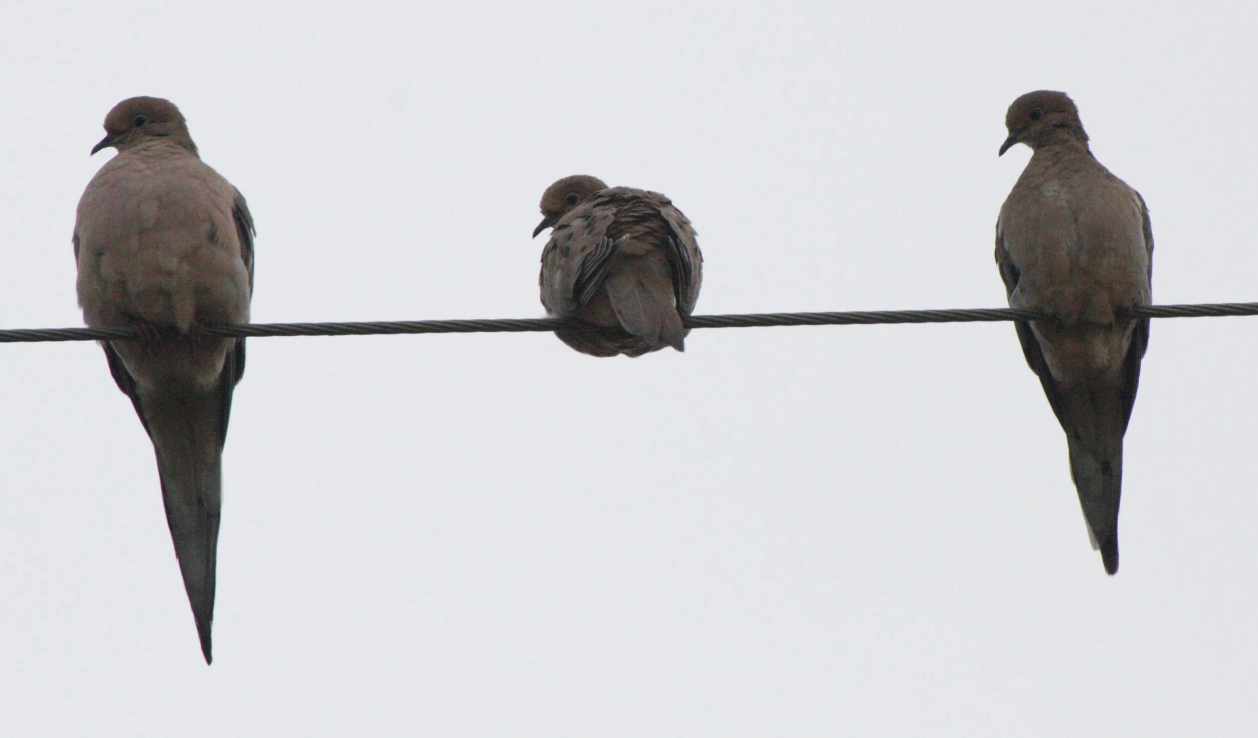 Mourning Dove (Zenaida macroura) Sequim Prairie Washington (4).JPG
