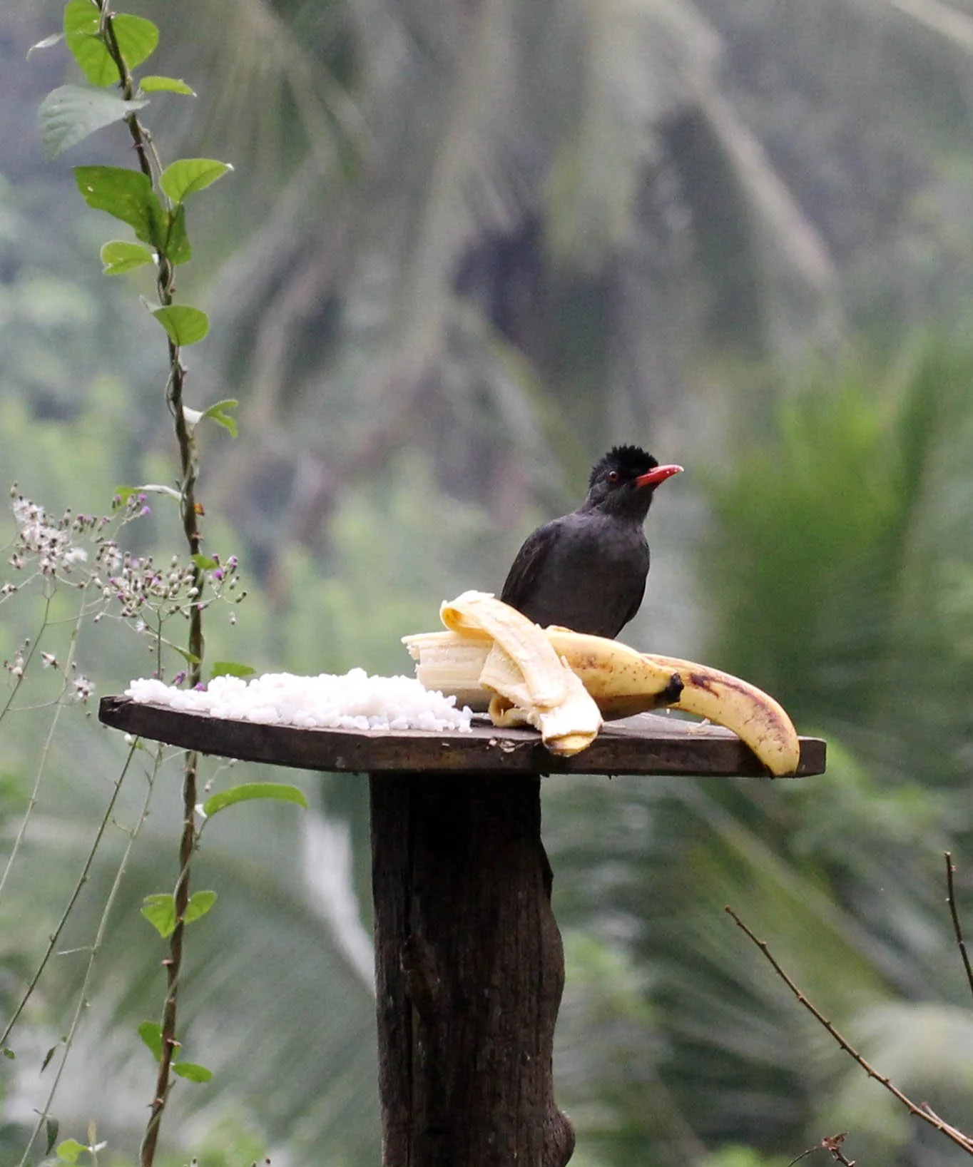 BULBUL - SQUARE-TAILED BLACK BULBUL - Hypsipetes ganeesa - KITULGALA FOREST PRESERVE, SRI LANKA - PHOTO BY SOM SMITH (10).JPG