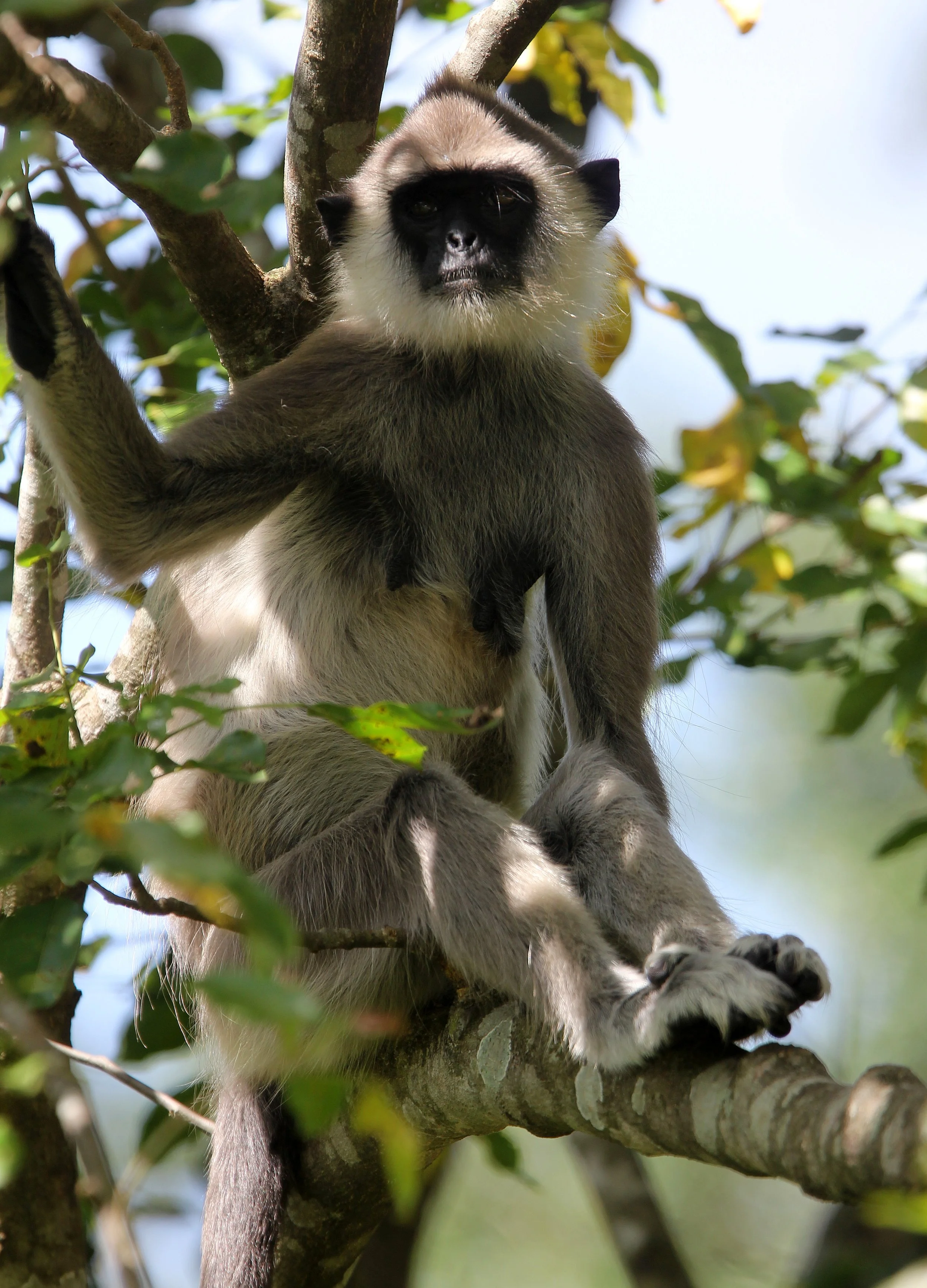 CERCOPITHECIDAE - Semnopithecus priam thersites - SRI LANKAN GRAY (TUFTED) LANGUR - SRIGIRIYA FOREST AND FORTRESS AREA SRI LANKA (57).JPG