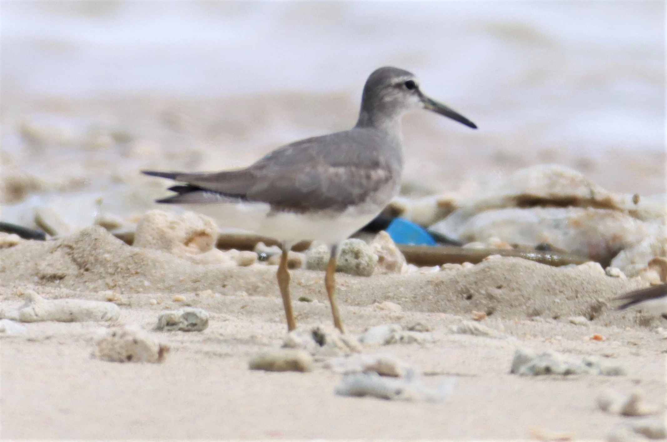 TATTLER - GREY-TAILED TATTLER - Tringa brevipes - LAEM PAKARANG PHANG NGA (6).jpg