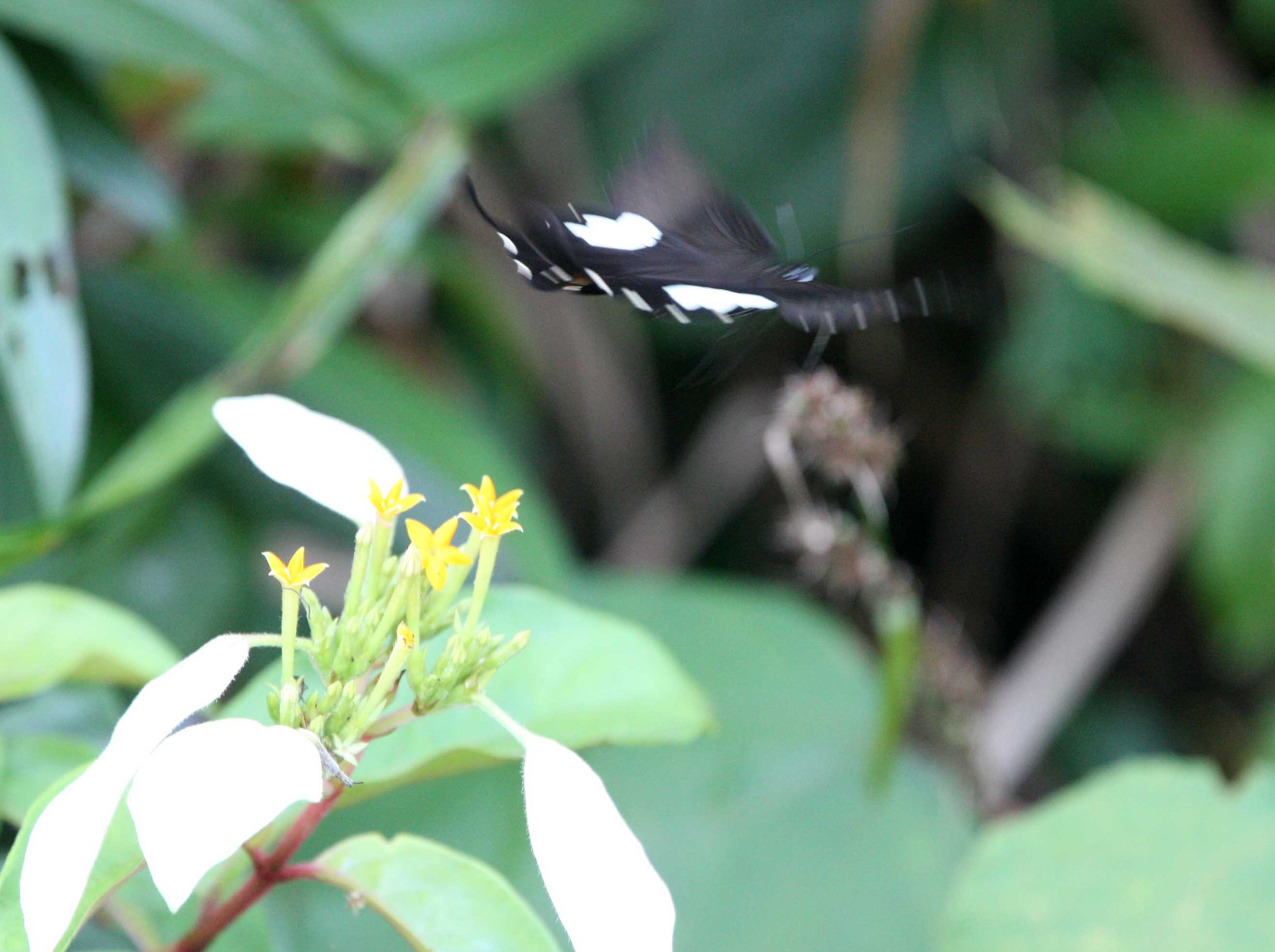 SON TRA PENINSULA DA NANG VIET NAM (14).JPG