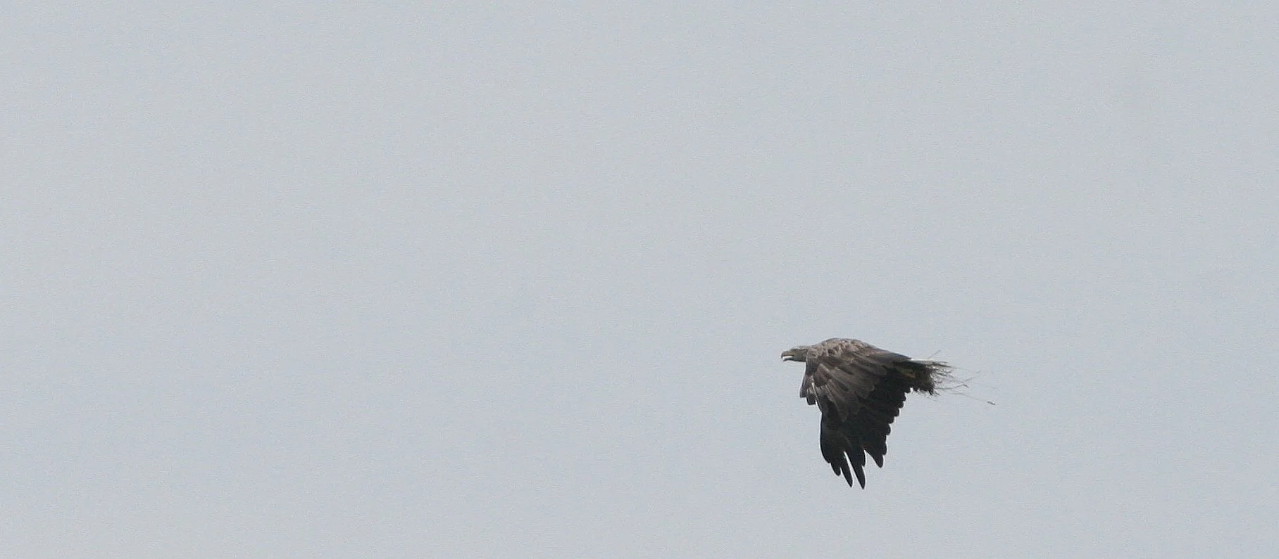 Haliaeetus albicilla - WHITE-TAILED SEA EAGLE - KURIL ISLANDS RUSSIA (4).jpg